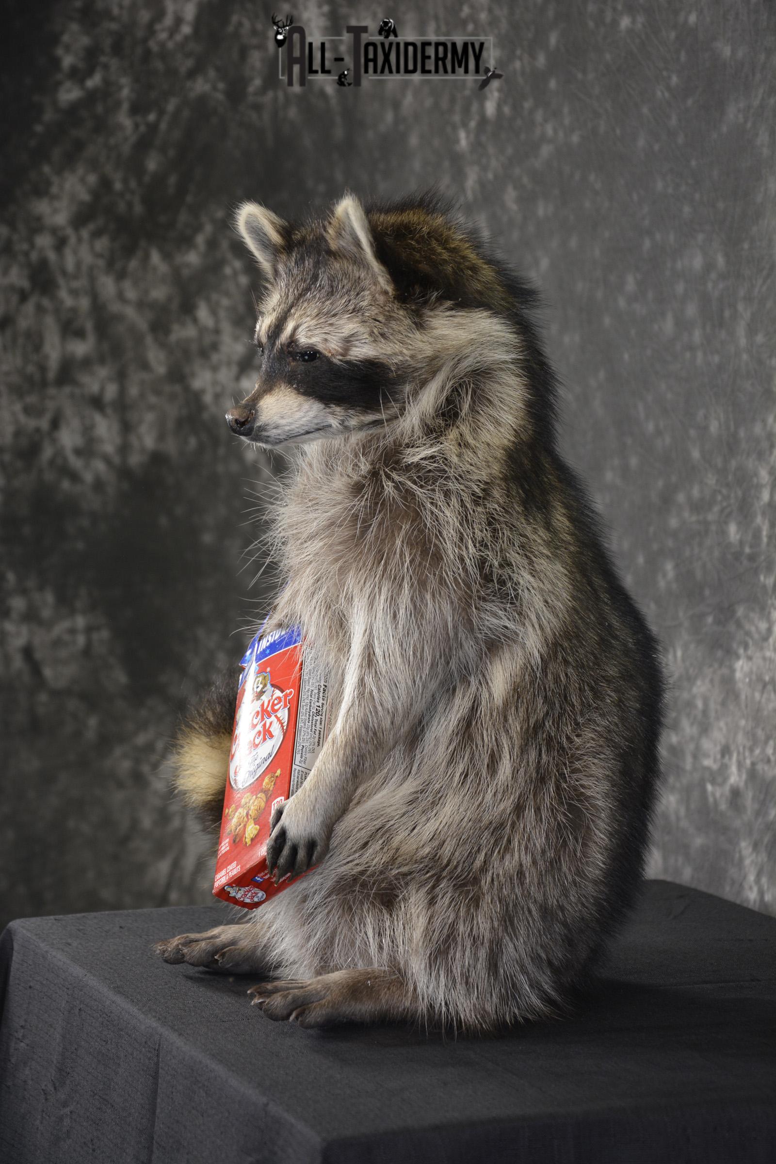 Raccoon Holding Cracker Jacks taxidermy mount for sale * SKU 2029 - Image 4