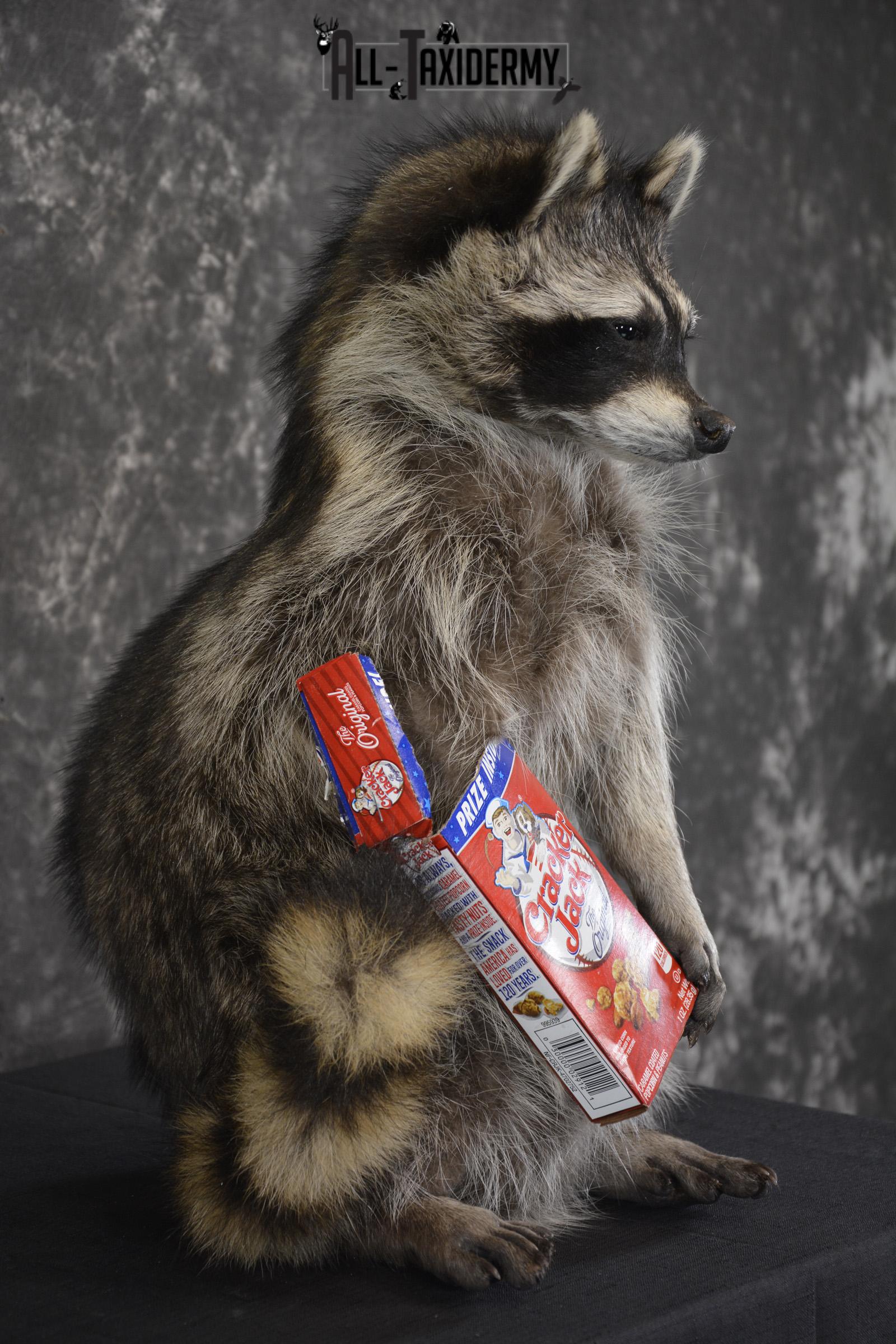 Raccoon Holding Cracker Jacks taxidermy mount for sale * SKU 2029 - Image 2