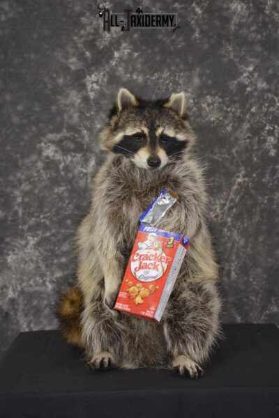 Raccoon Holding Cracker Jacks taxidermy mount for sale * SKU 2030