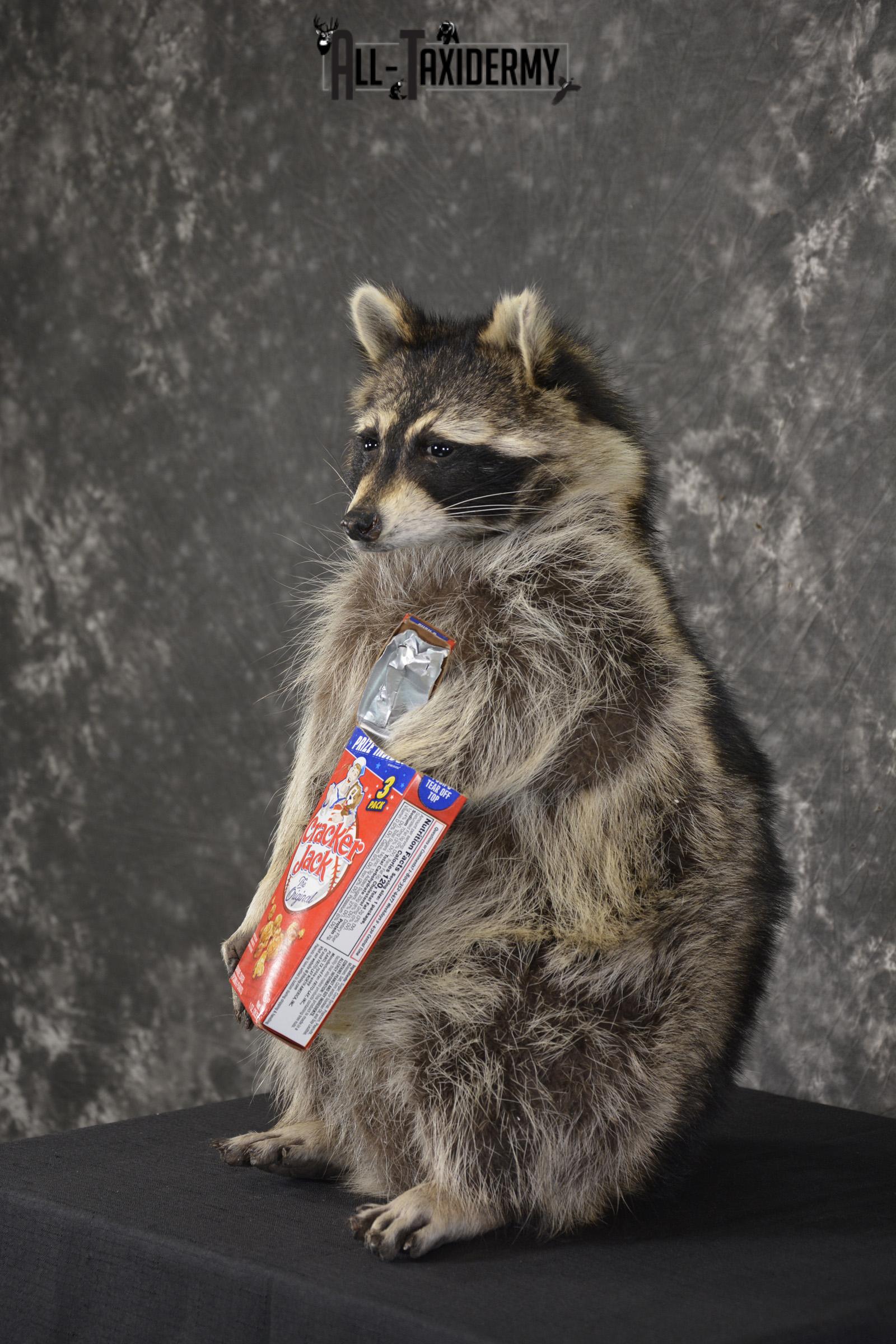 Raccoon Holding Cracker Jacks taxidermy mount for sale * SKU 2030 - Image 5