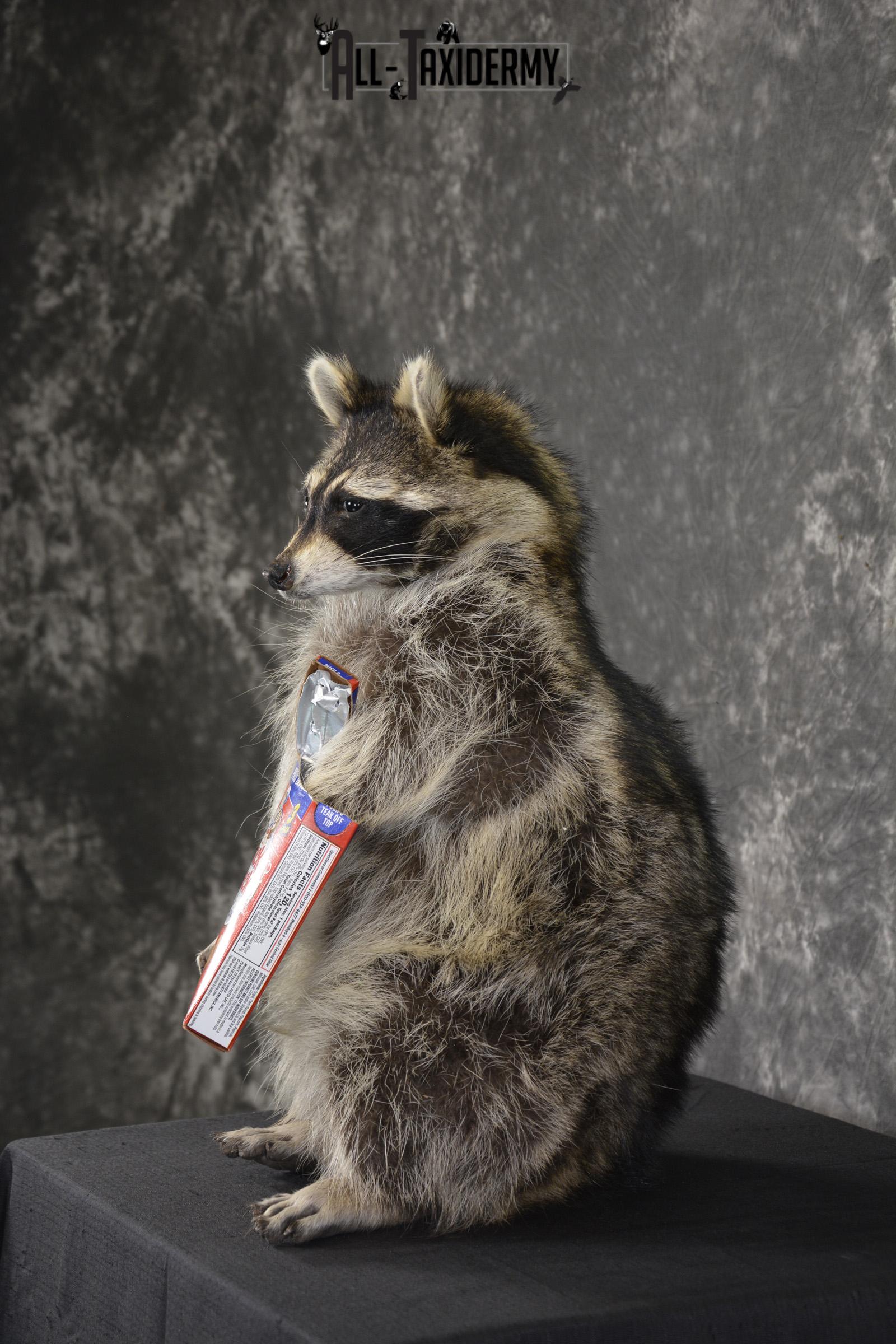 Raccoon Holding Cracker Jacks taxidermy mount for sale * SKU 2030 - Image 4