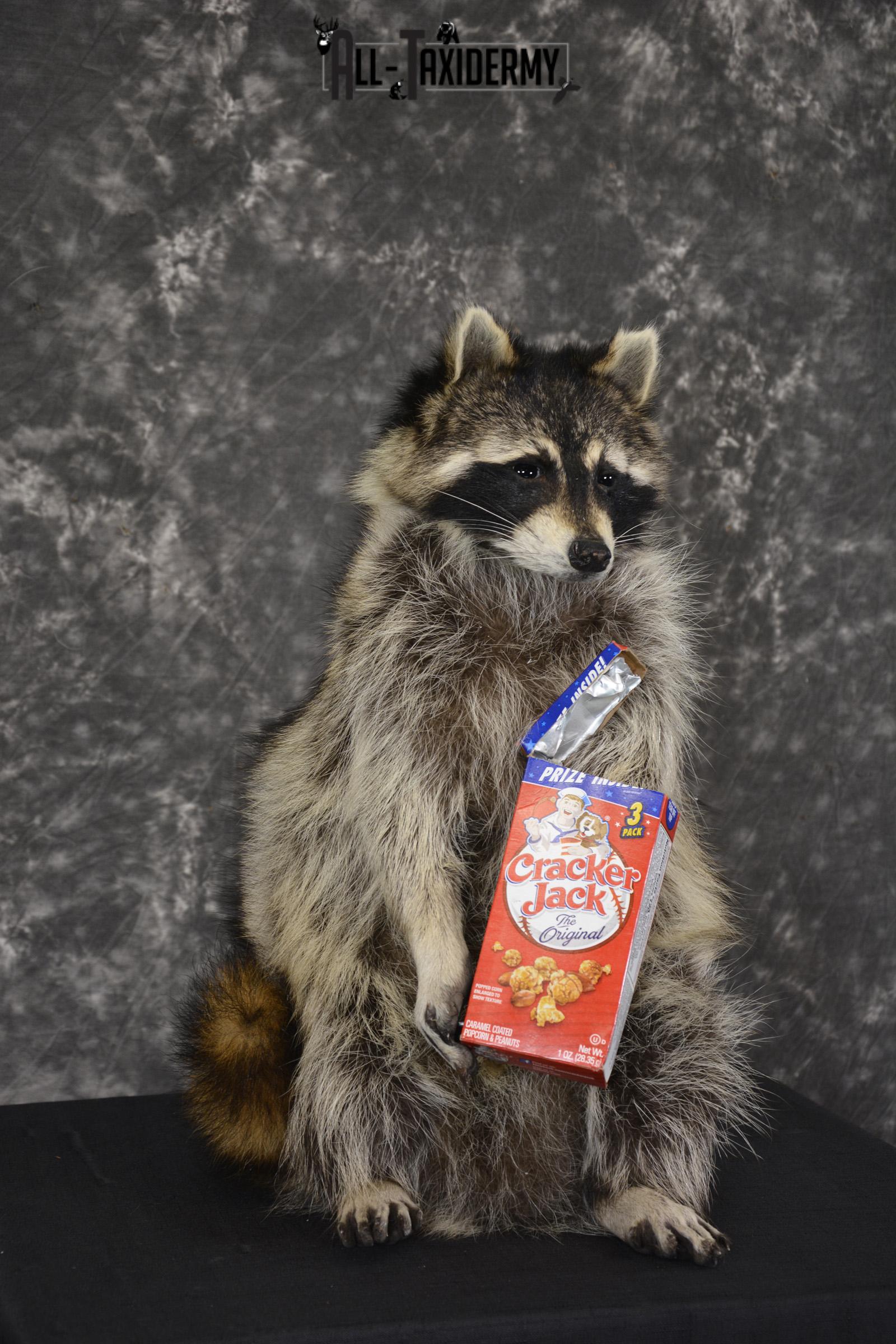 Raccoon Holding Cracker Jacks taxidermy mount for sale * SKU 2030 - Image 3