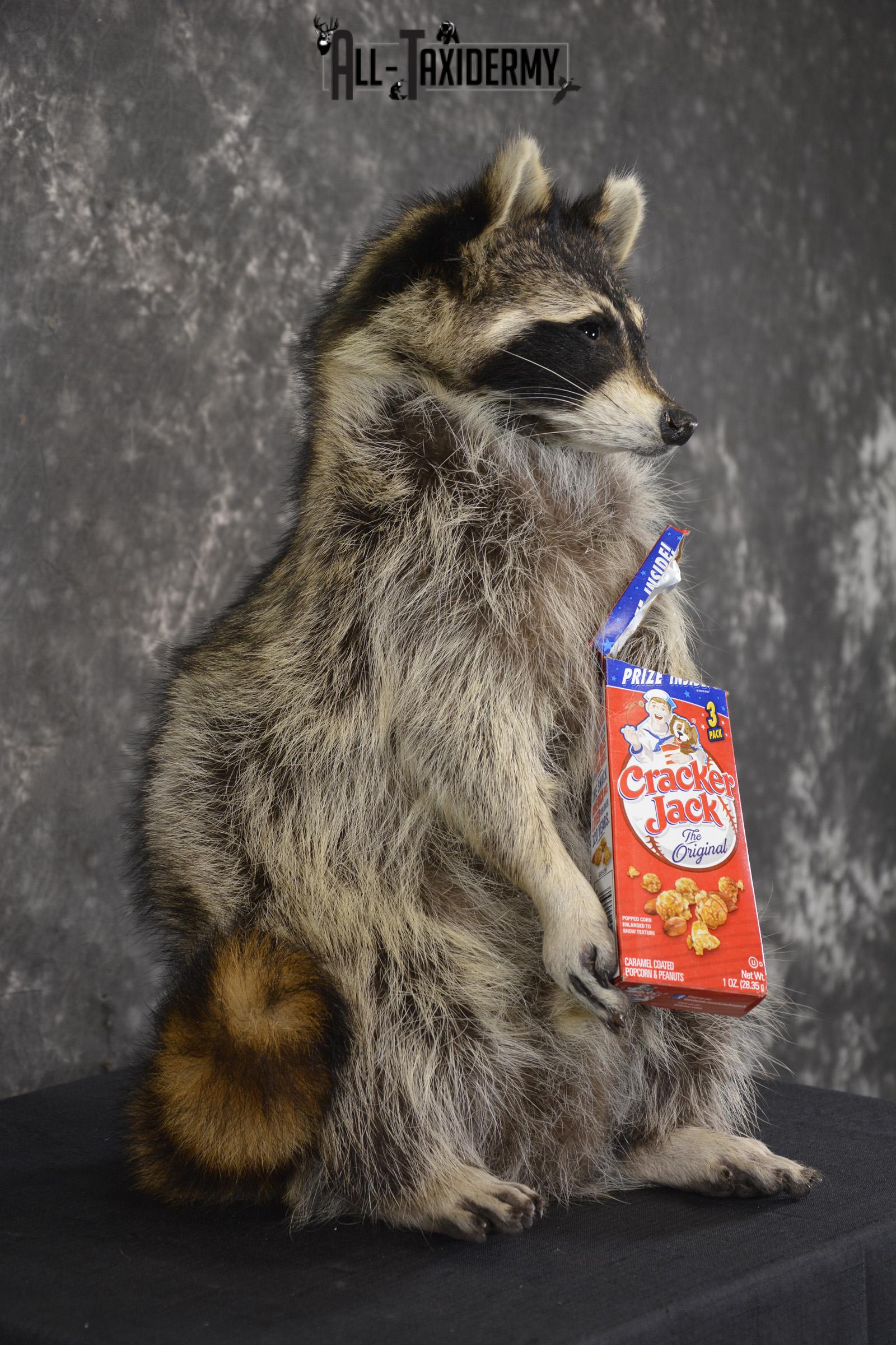 Raccoon Holding Cracker Jacks taxidermy mount for sale * SKU 2030 - Image 2