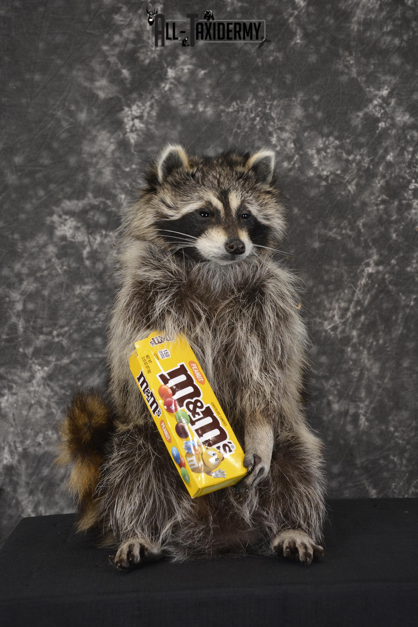 Raccoon Holding M&M Candy taxidermy mount * SKU 2025