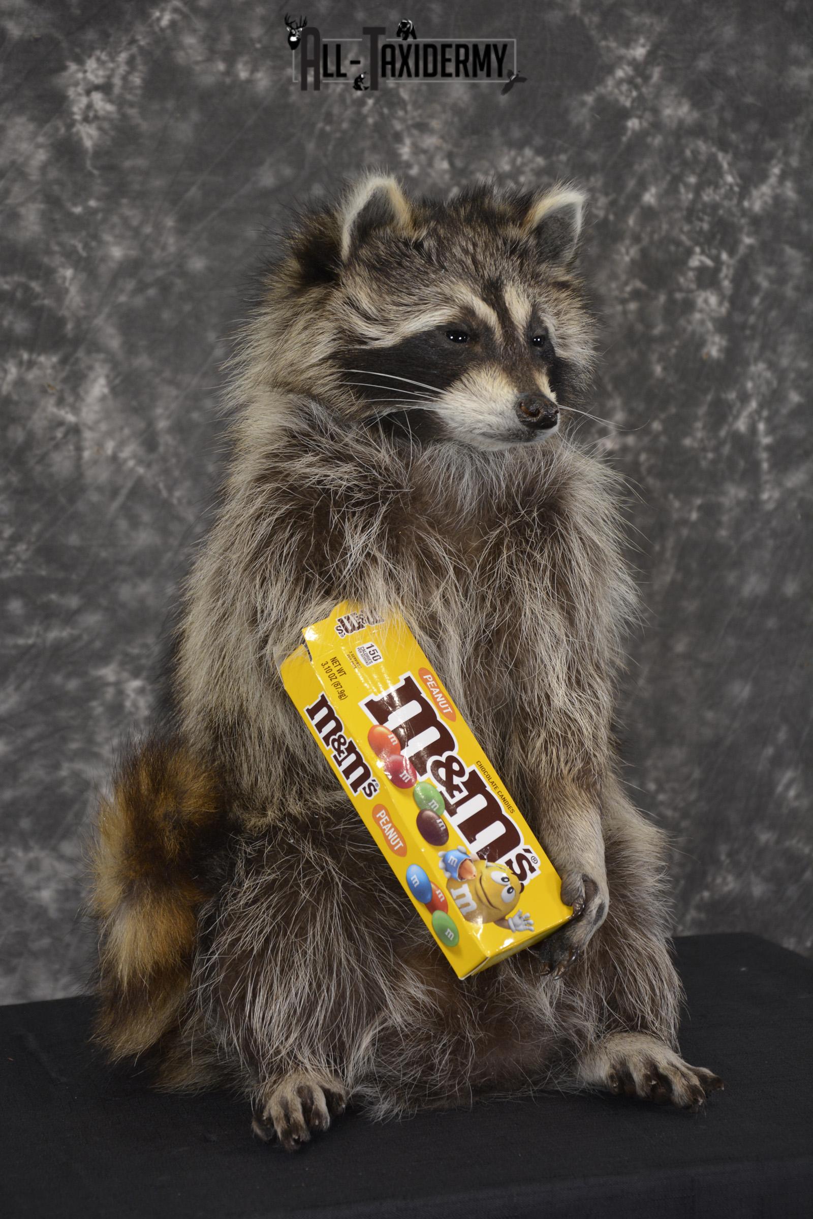 Raccoon Holding M&M Candy taxidermy mount * SKU 2025 - Image 3