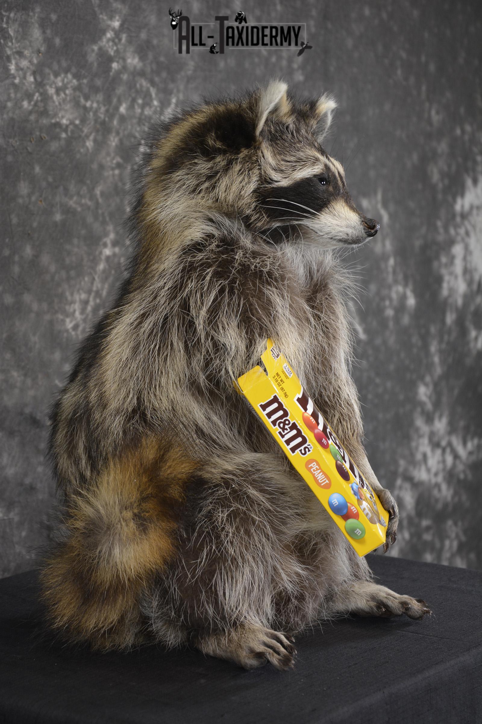 Raccoon Holding M&M Candy taxidermy mount * SKU 2025 - Image 2