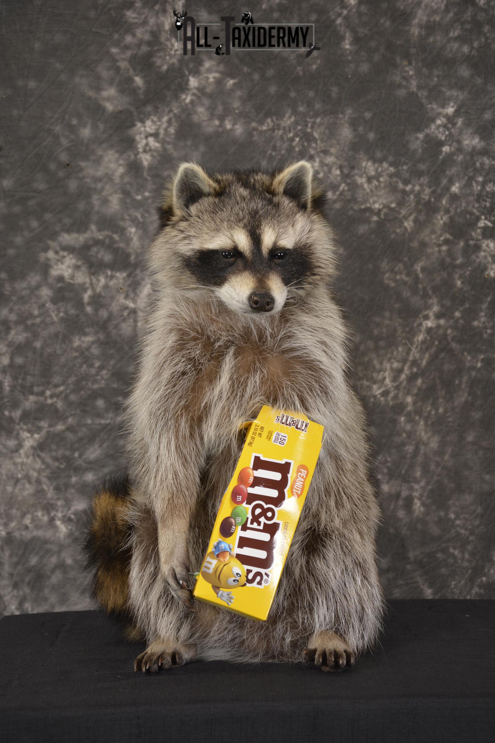 Raccoon Holding M&M Candy taxidermy mount * SKU 2026