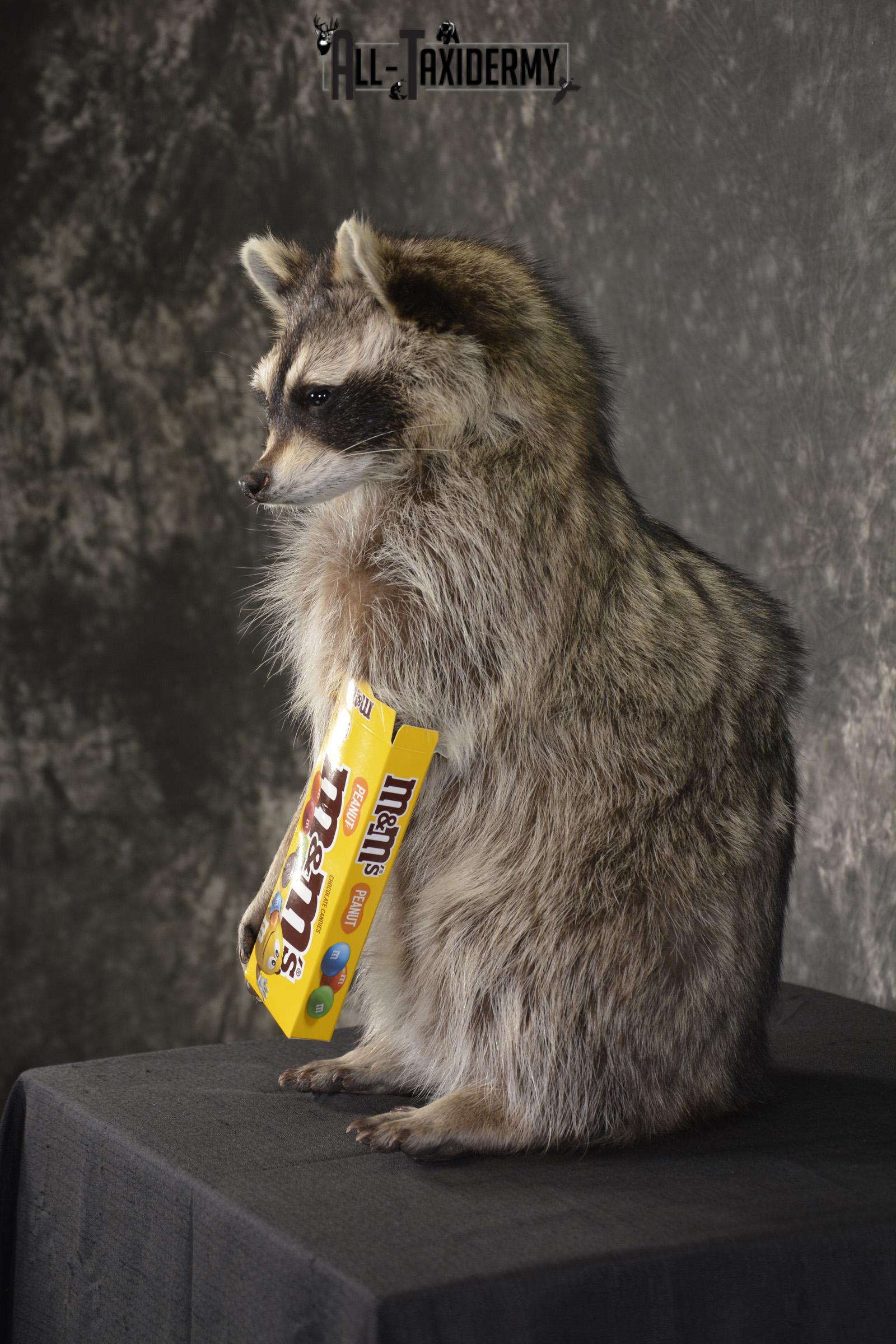 Raccoon Holding M&M Candy taxidermy mount * SKU 2026 - Image 4