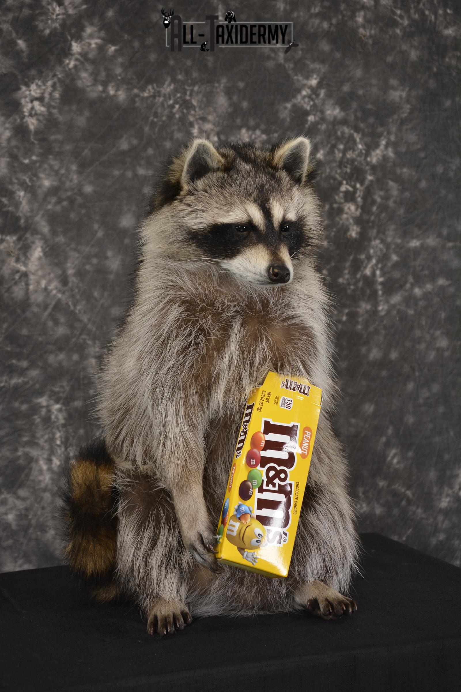 Raccoon Holding M&M Candy taxidermy mount * SKU 2026 - Image 3