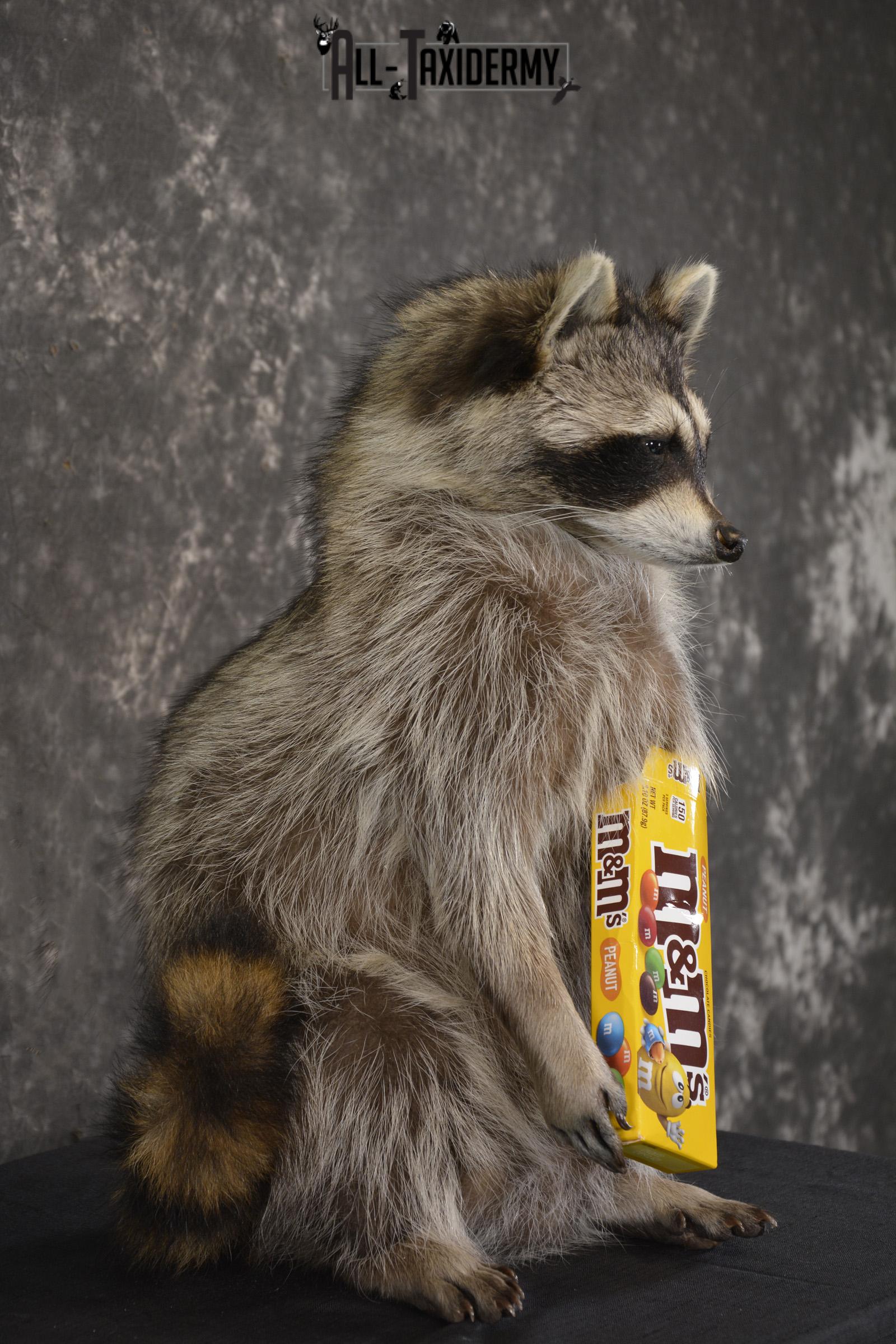 Raccoon Holding M&M Candy taxidermy mount * SKU 2026 - Image 2