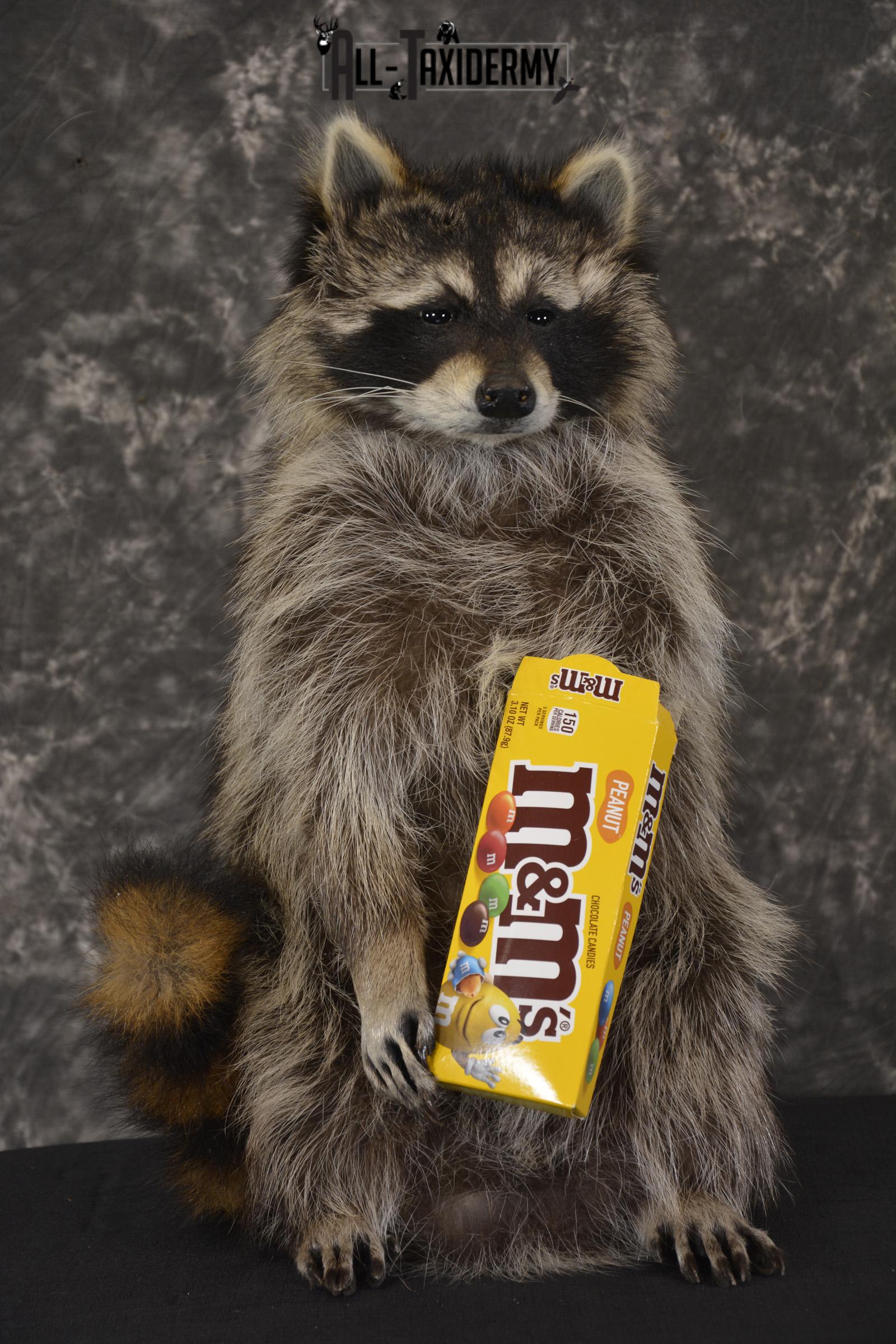 Raccoon Holding M&M Candy taxidermy mount * SKU 2027
