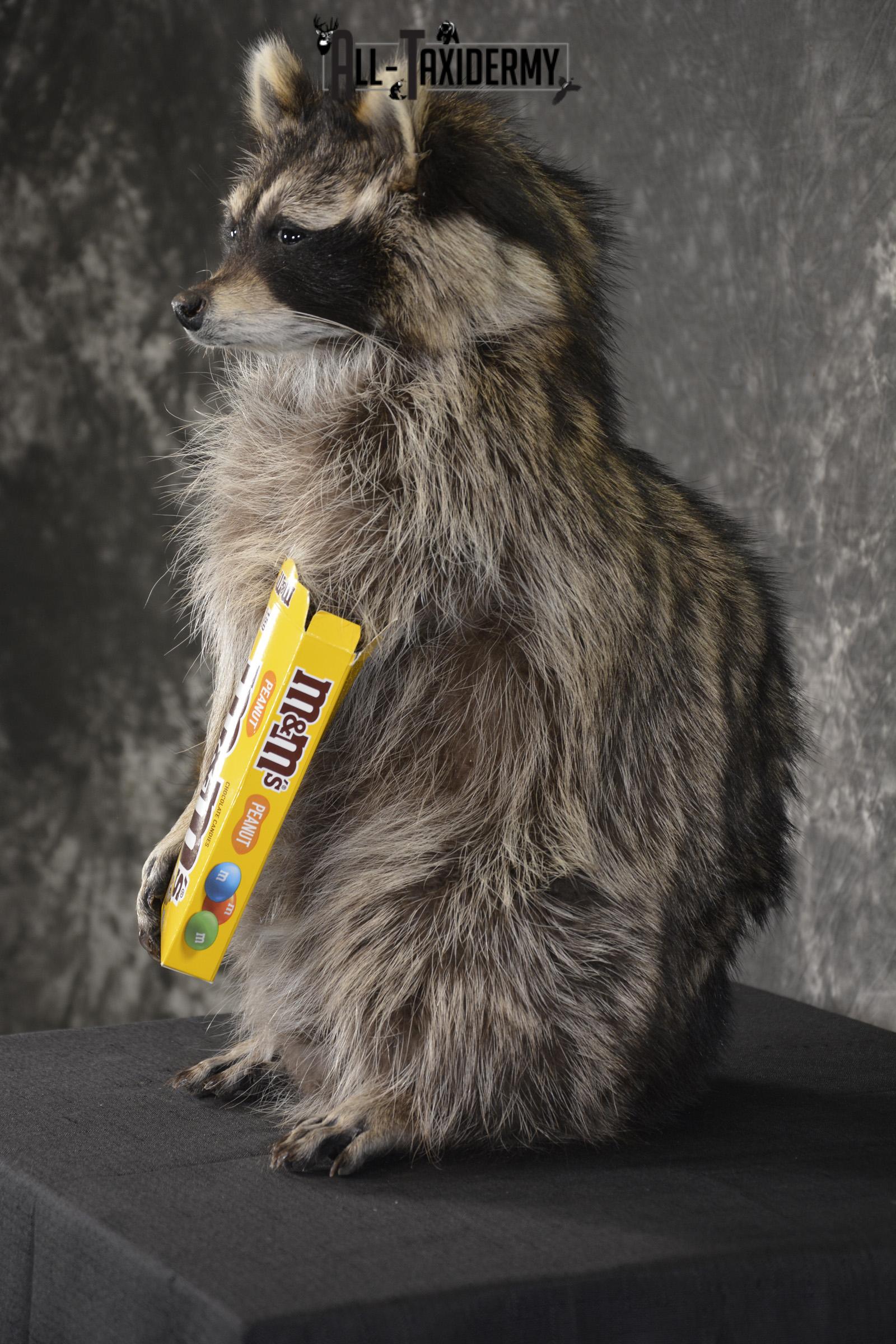 Raccoon Holding M&M Candy taxidermy mount * SKU 2027 - Image 4