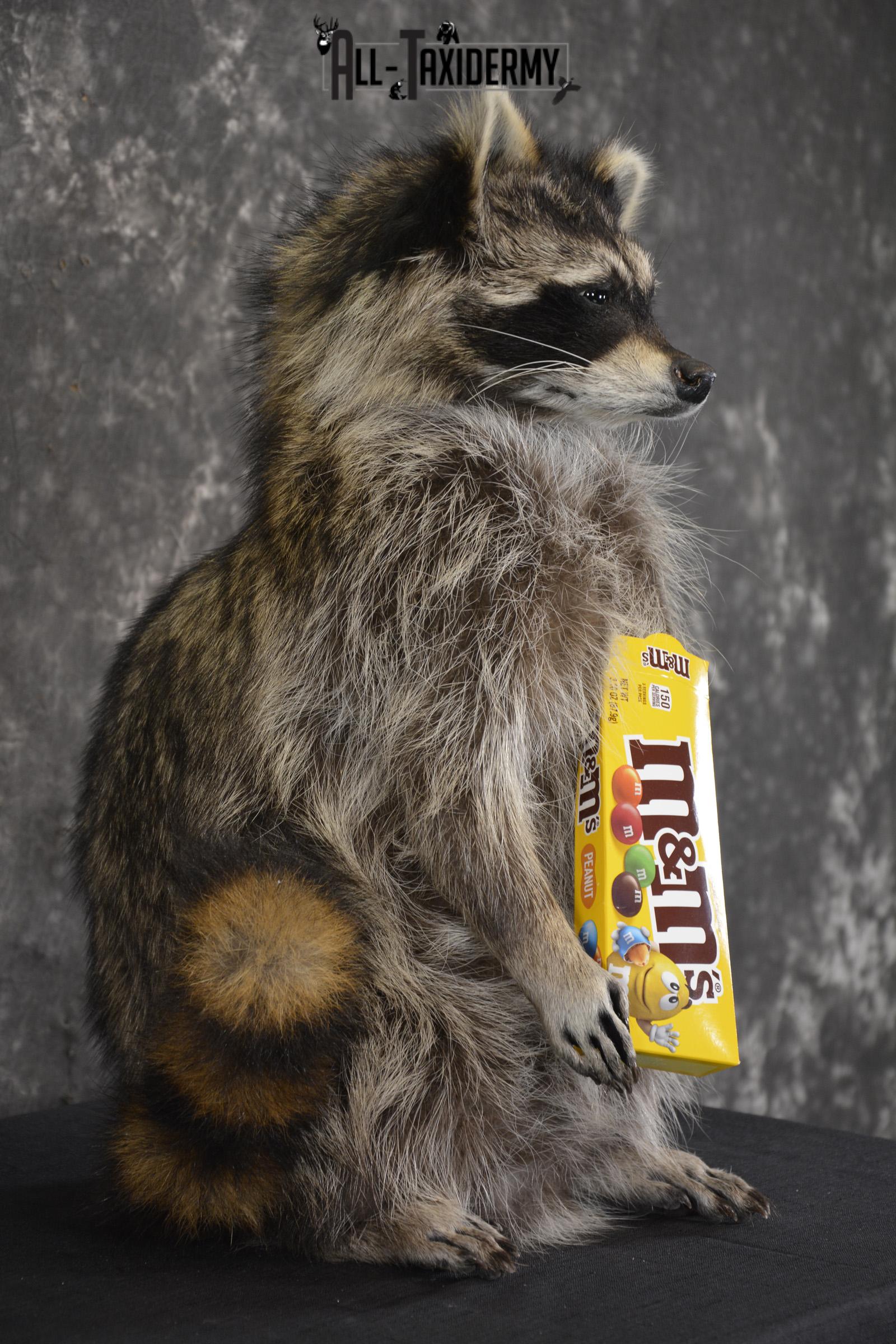 Raccoon Holding M&M Candy taxidermy mount * SKU 2027 - Image 2