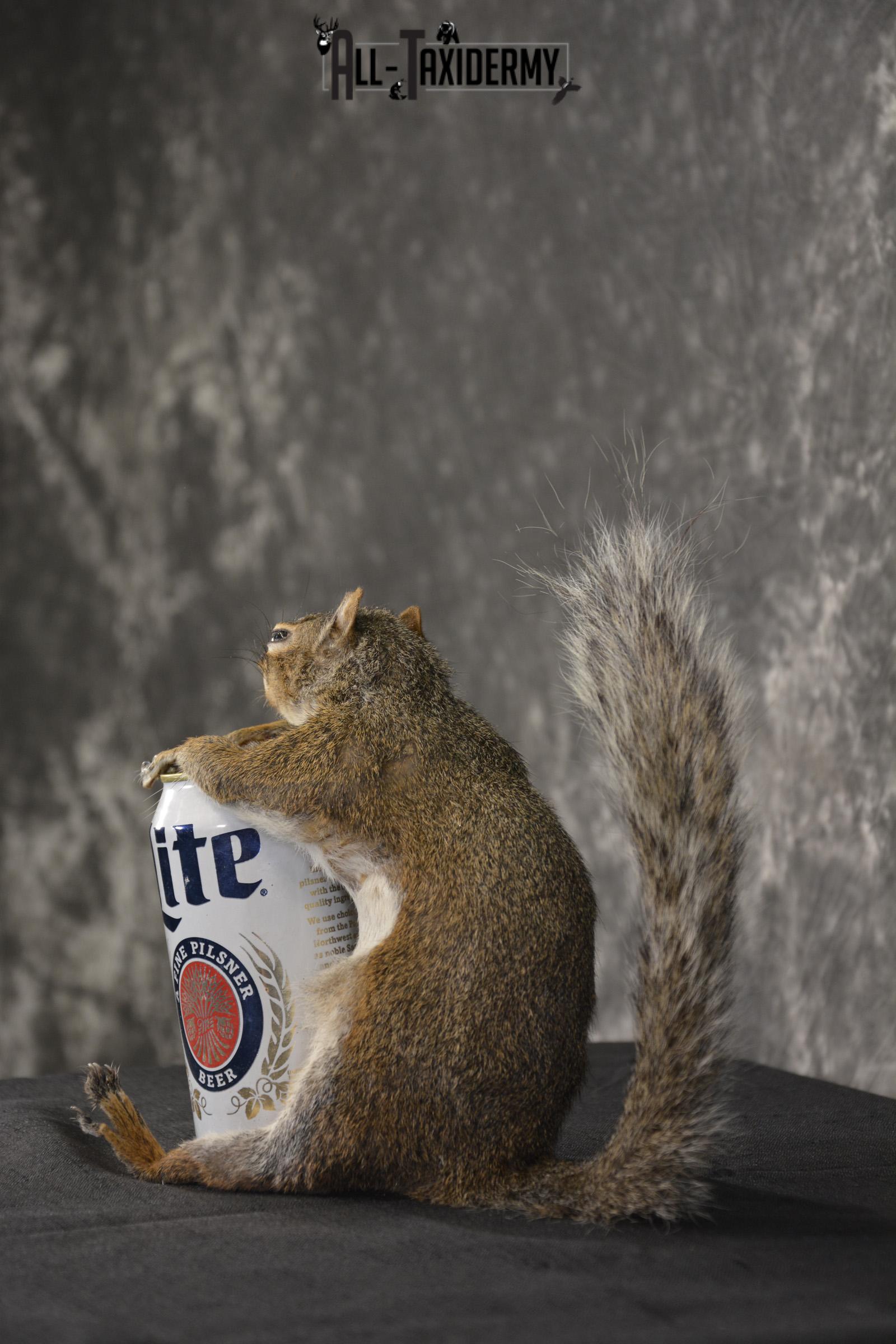 Gray Squirrel drinking Miller Lite * SKU 2024 - Image 4