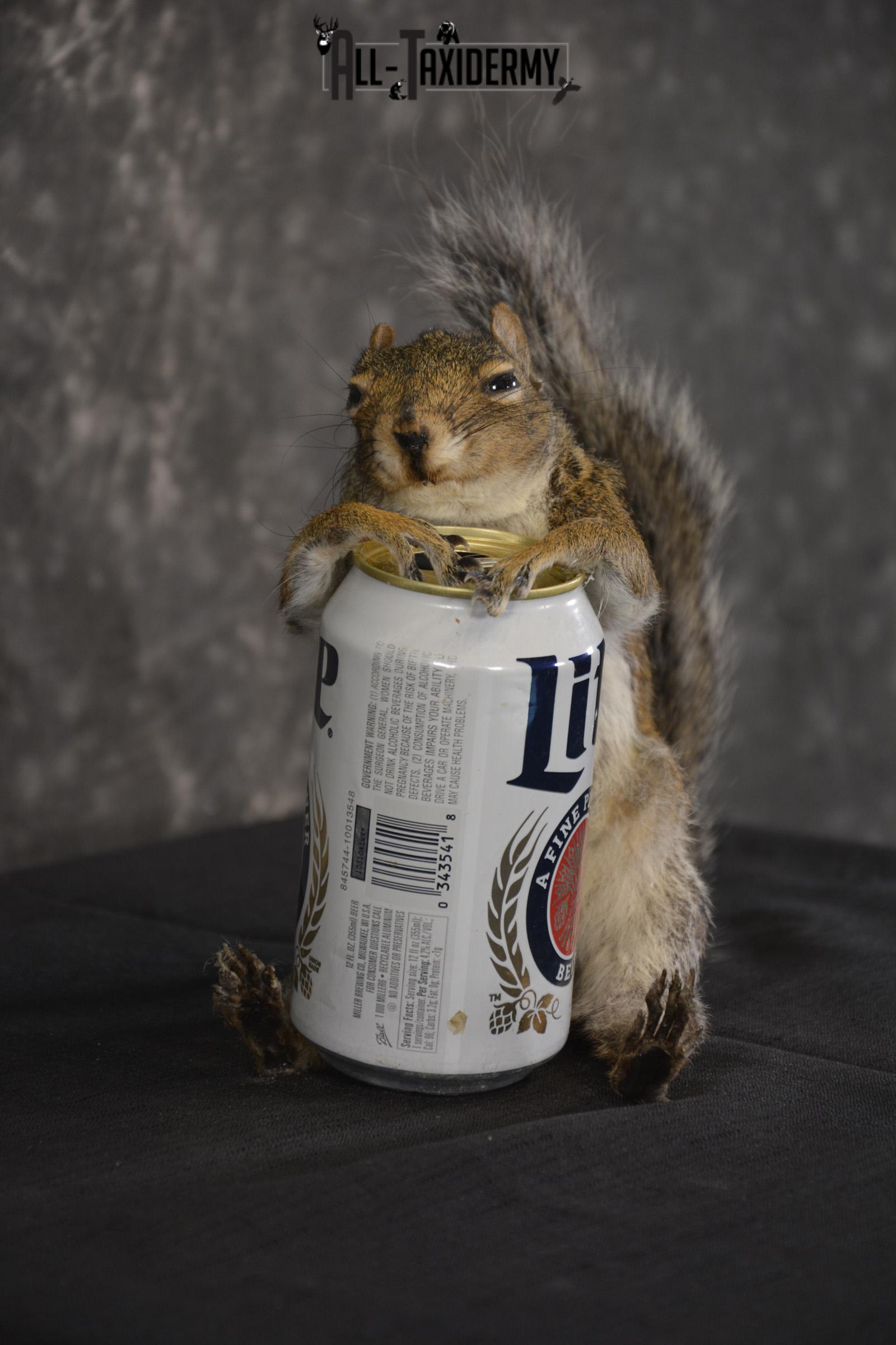 Gray Squirrel drinking Miller Lite * SKU 2024 - Image 2