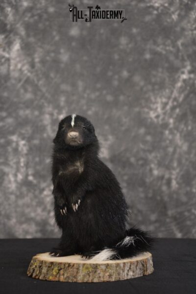 Baby Skunk Taxidermy mount for sale * SKU 2022