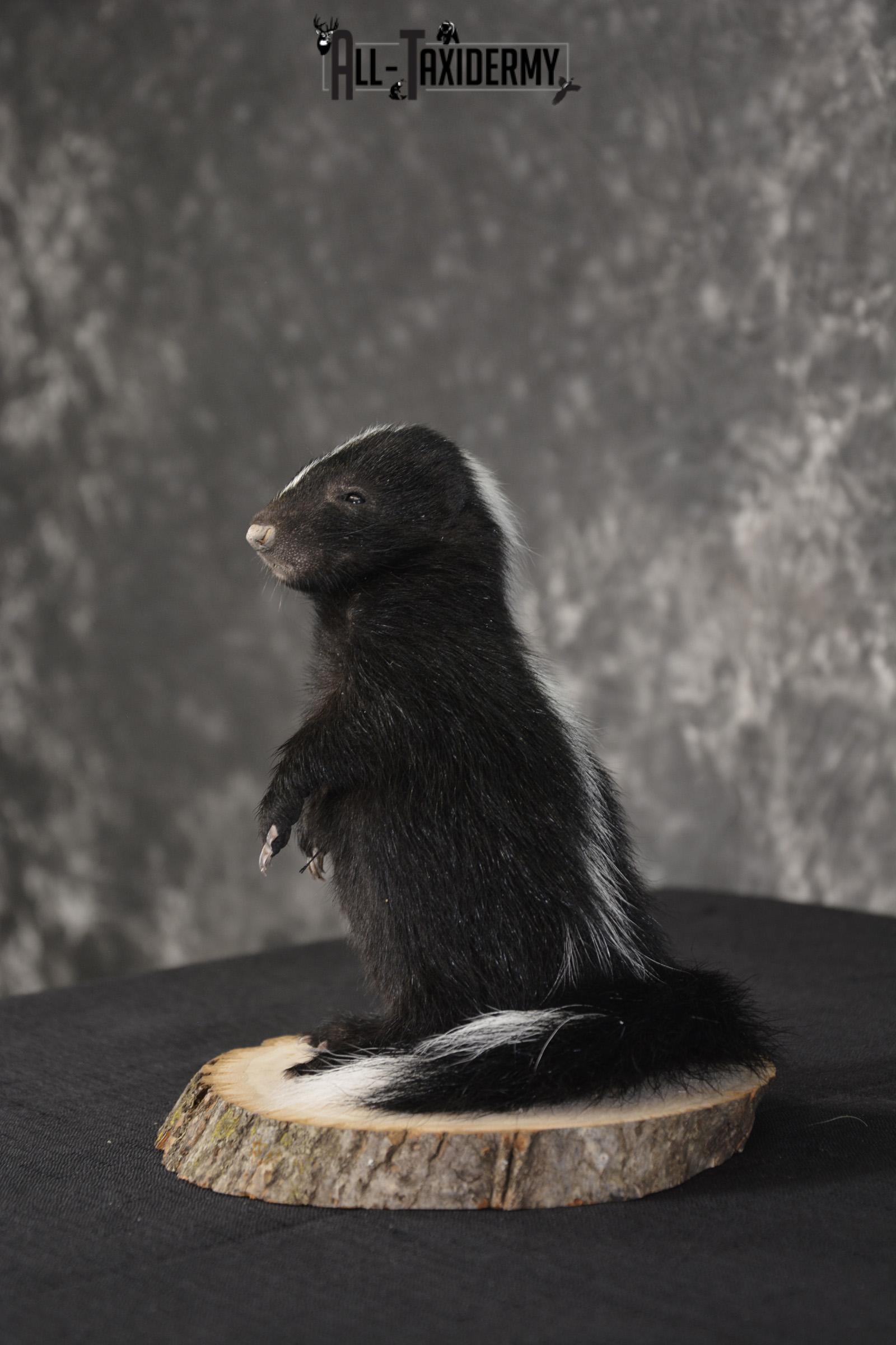 Baby Skunk Taxidermy mount for sale * SKU 2022 - Image 5