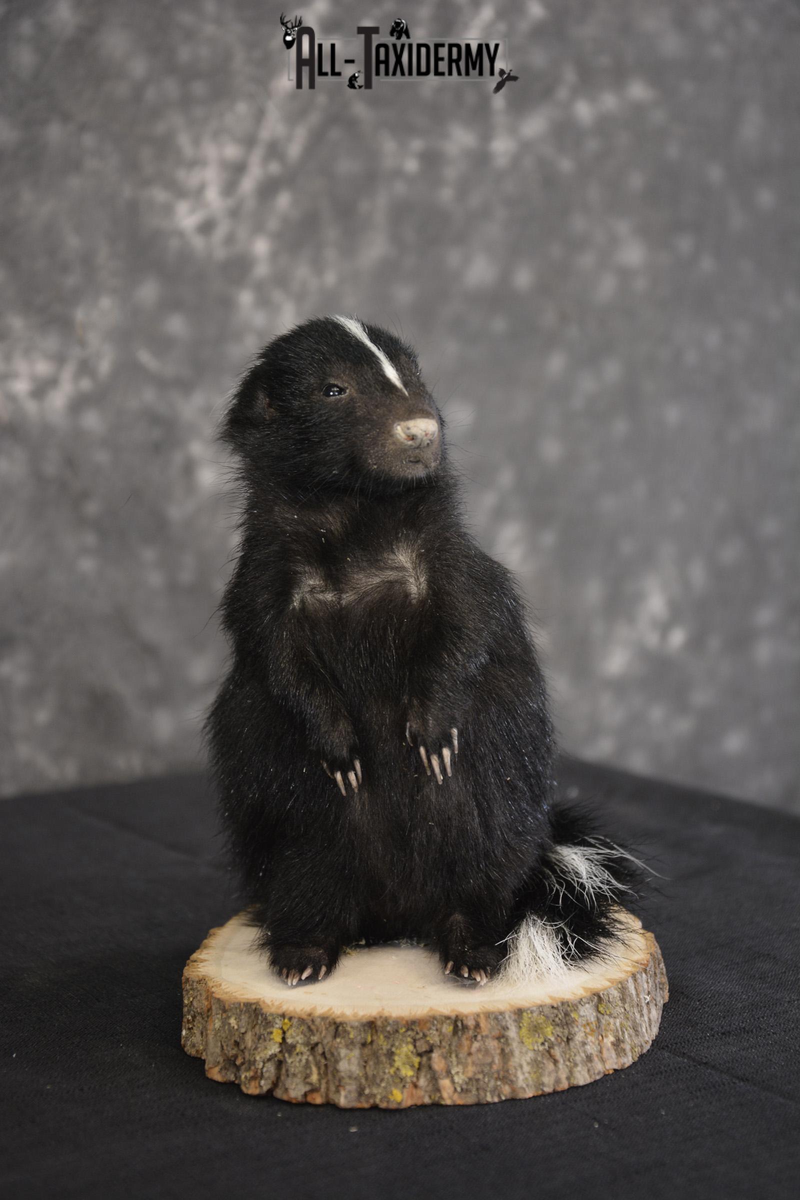 Baby Skunk Taxidermy mount for sale * SKU 2022 - Image 3
