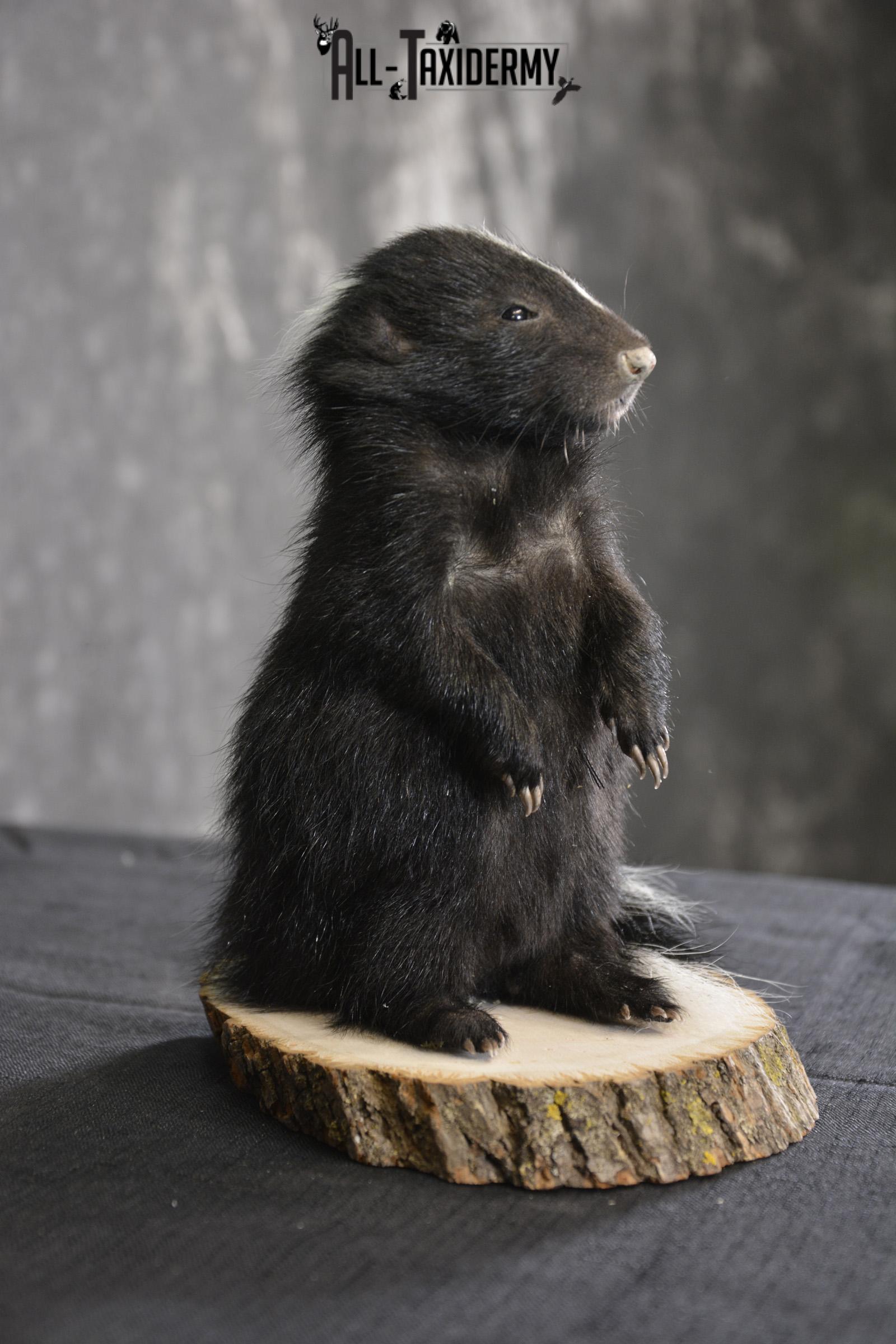 Baby Skunk Taxidermy mount for sale * SKU 2022 - Image 2