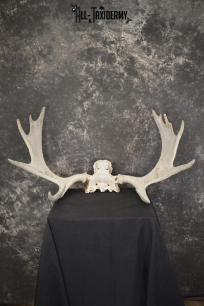 Shiras Moose Skull plate with Antlers taxidermy for sale * SKU 2023
