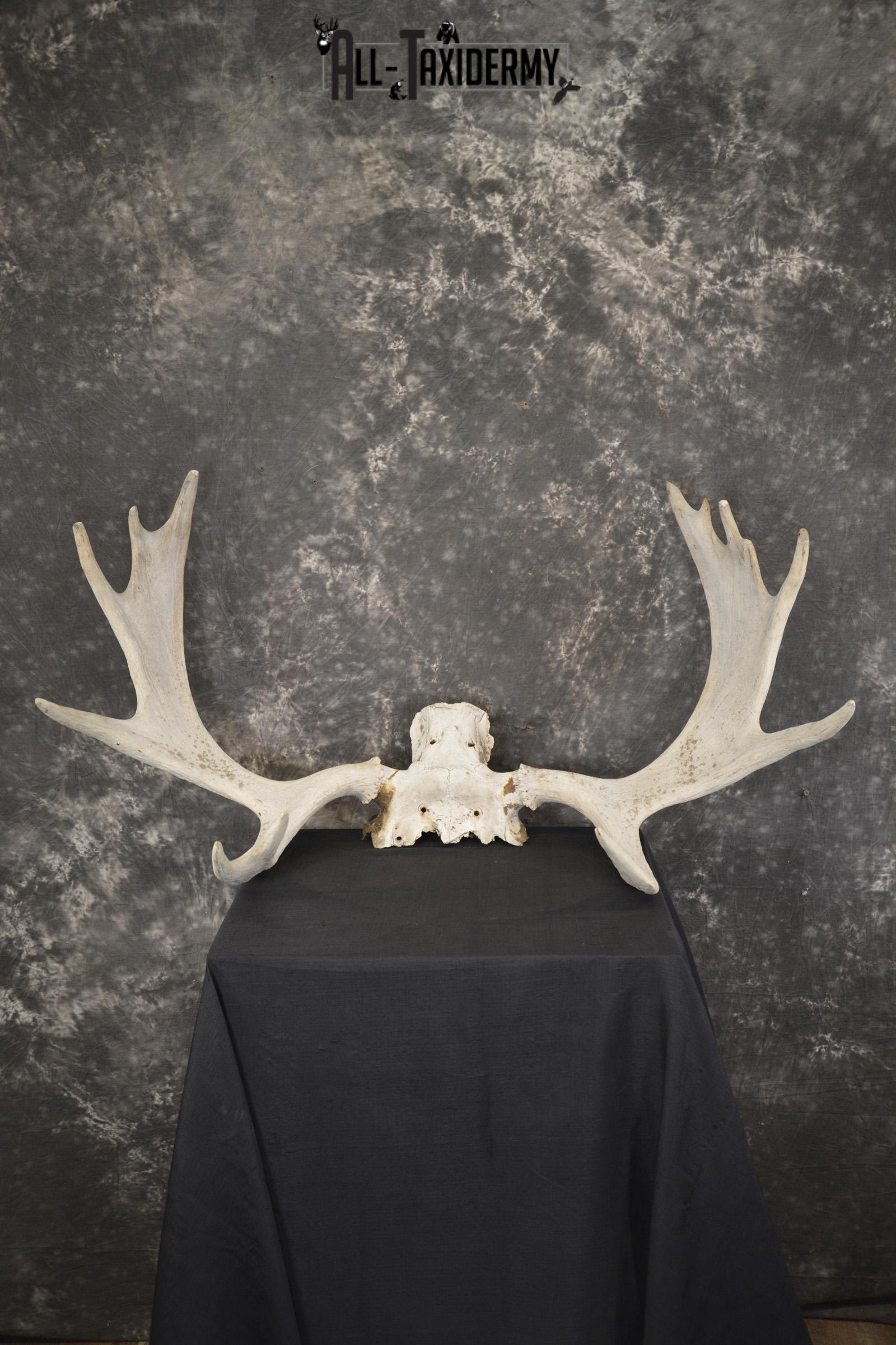 Shiras Moose Skull plate with Antlers taxidermy for sale * SKU 2023