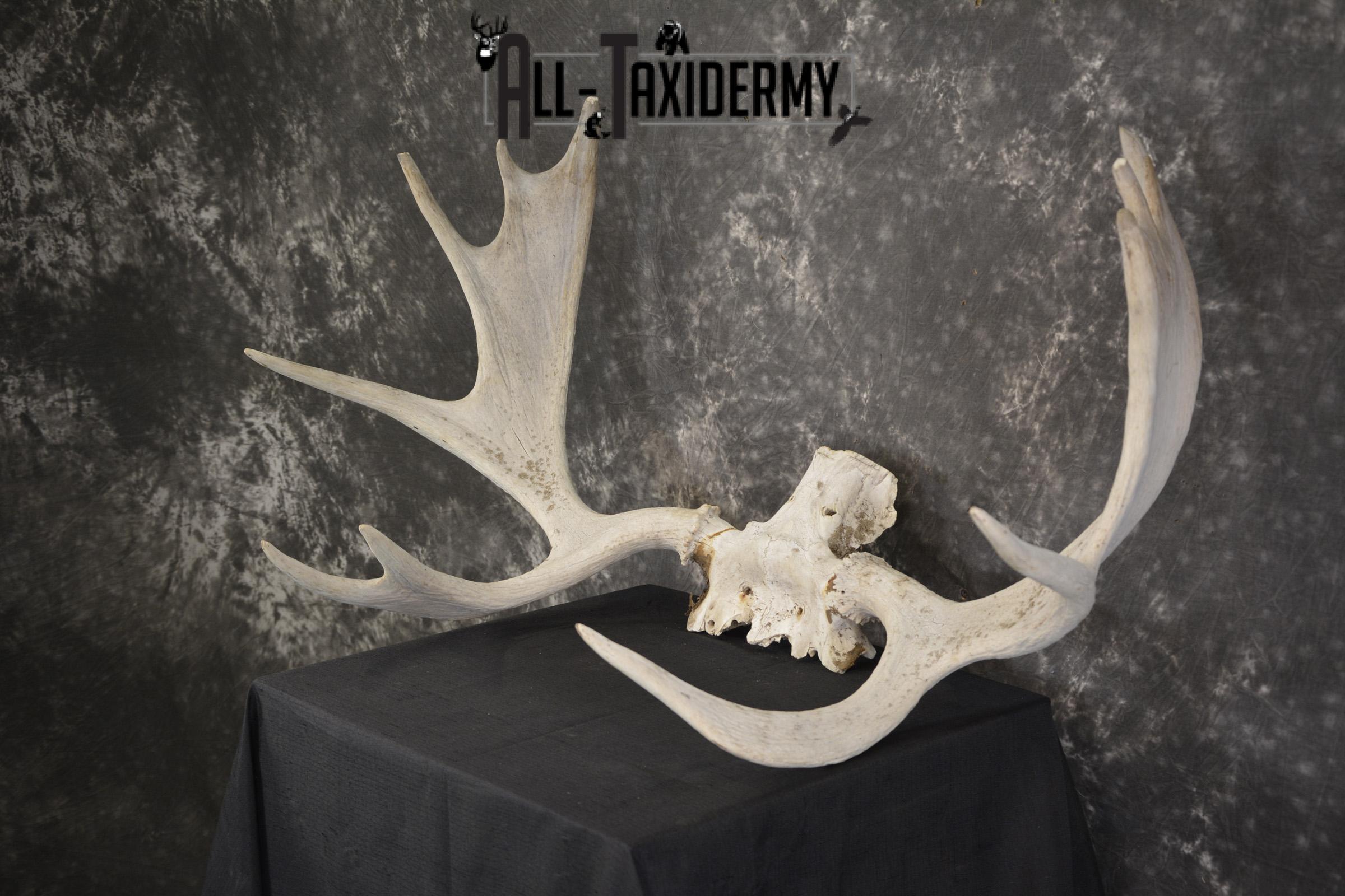Shiras Moose Skull plate with Antlers taxidermy for sale * SKU 2023 - Image 5