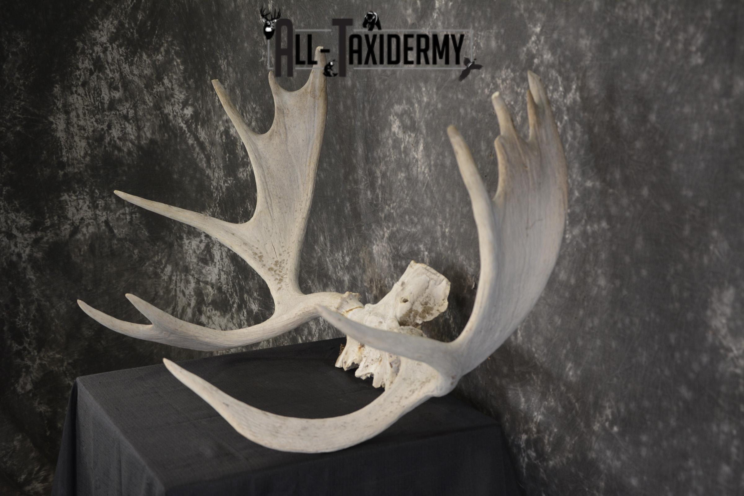 Shiras Moose Skull plate with Antlers taxidermy for sale * SKU 2023 - Image 4