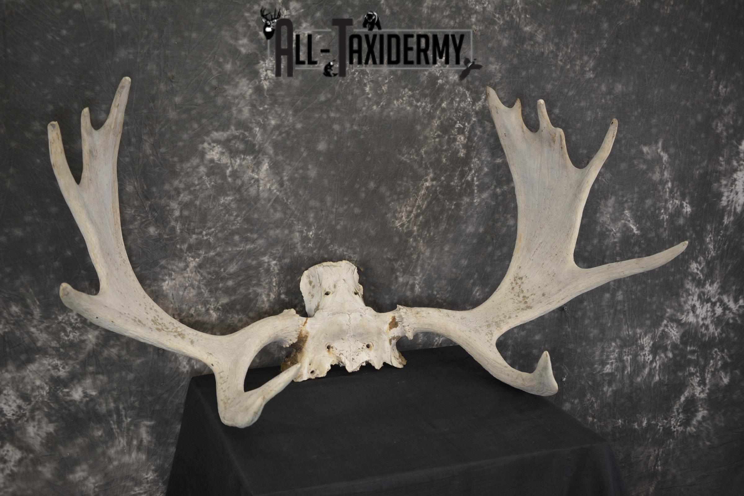 Shiras Moose Skull plate with Antlers taxidermy for sale * SKU 2023 - Image 3