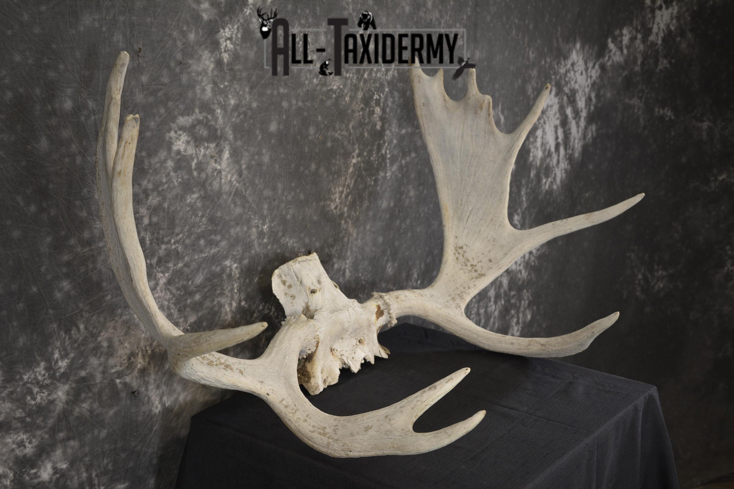 Shiras Moose Skull plate with Antlers taxidermy for sale * SKU 2023 - Image 2