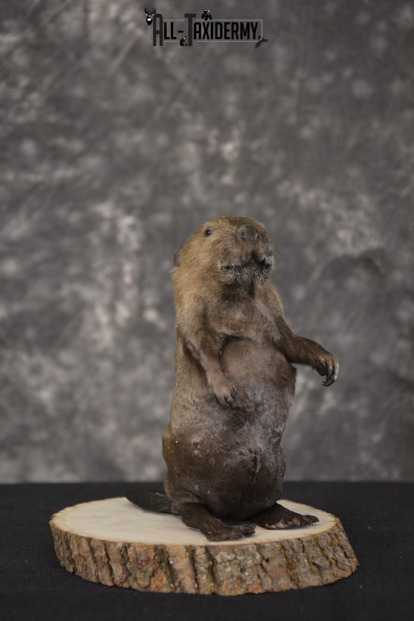 beaver taxidermy mounts