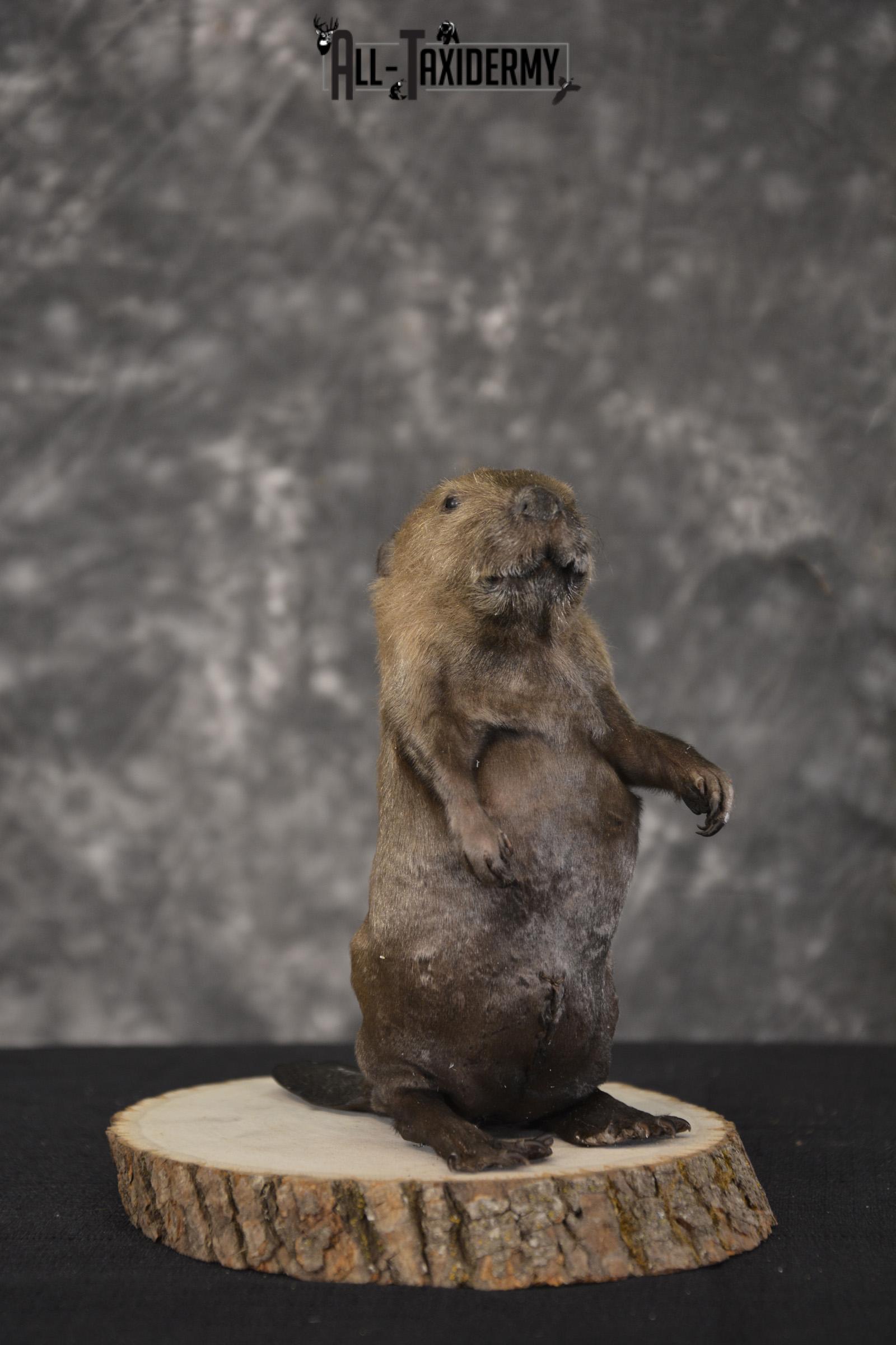 Baby Beaver taxidermy mount for sale * SKU 2021
