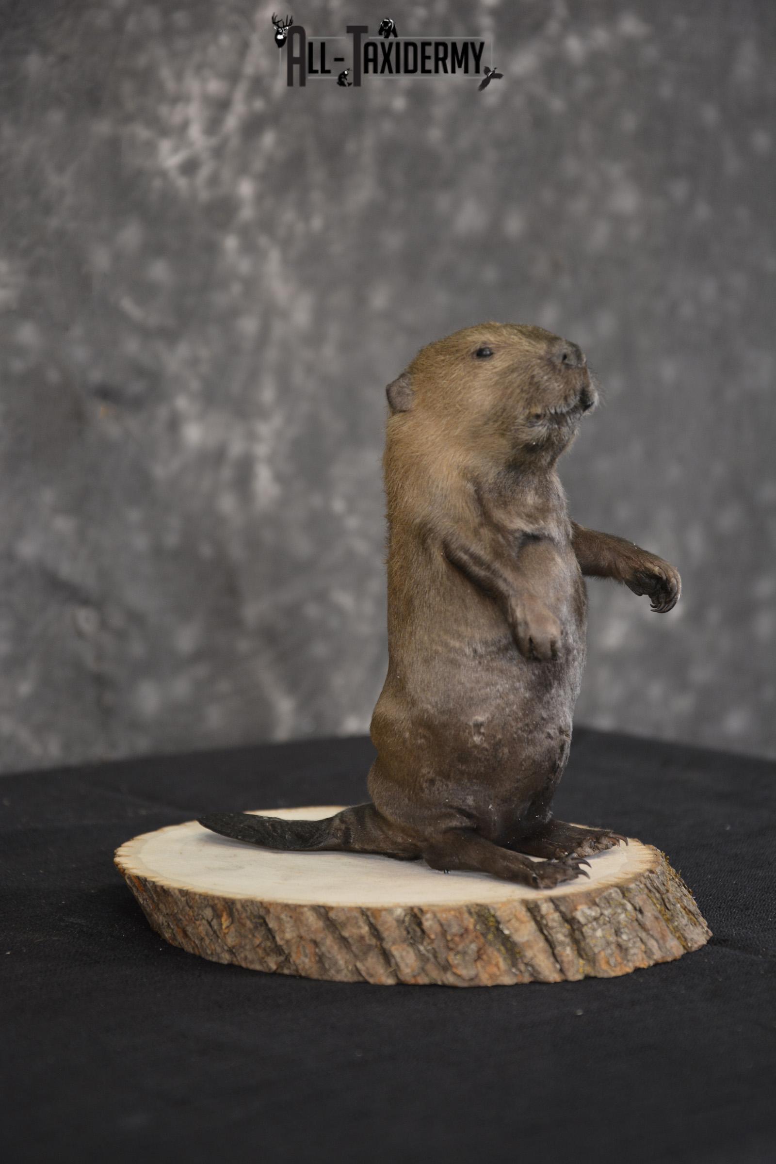 Baby Beaver taxidermy mount for sale * SKU 2021 - Image 5