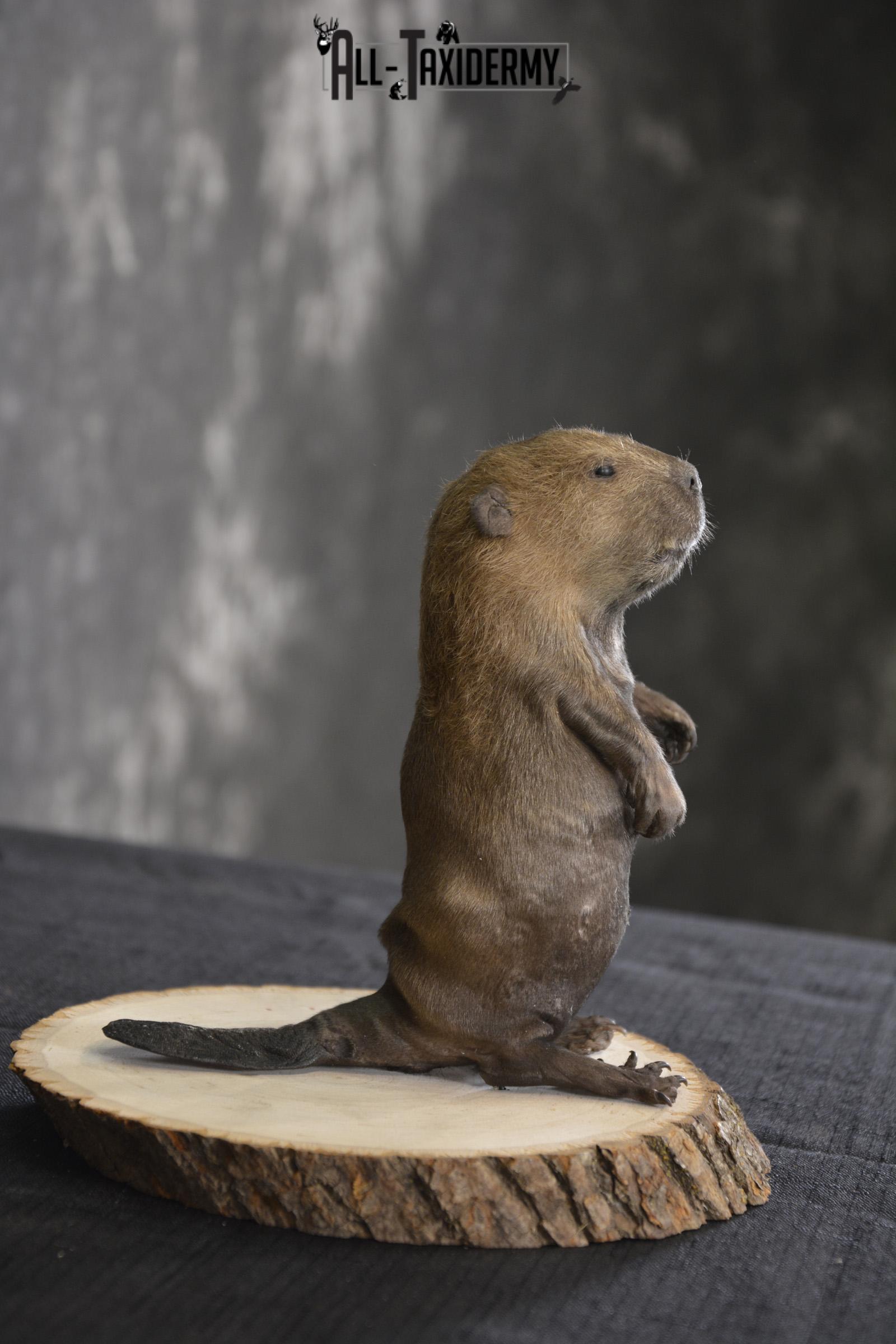Baby Beaver taxidermy mount for sale * SKU 2021 - Image 4
