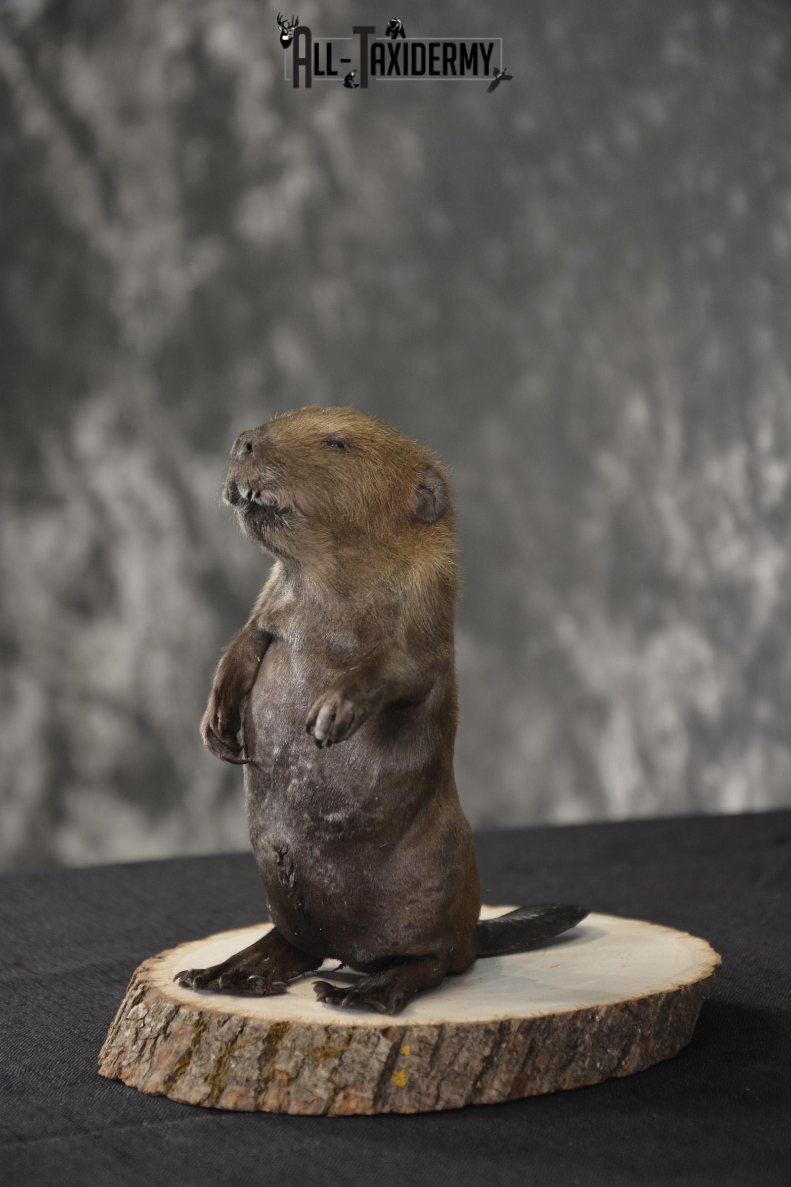Baby Beaver taxidermy mount for sale * SKU 2021 - Image 3