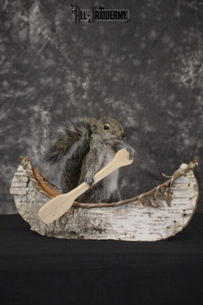 Gray Squirrel in canoe taxidermy mount for sale * SKU 2019