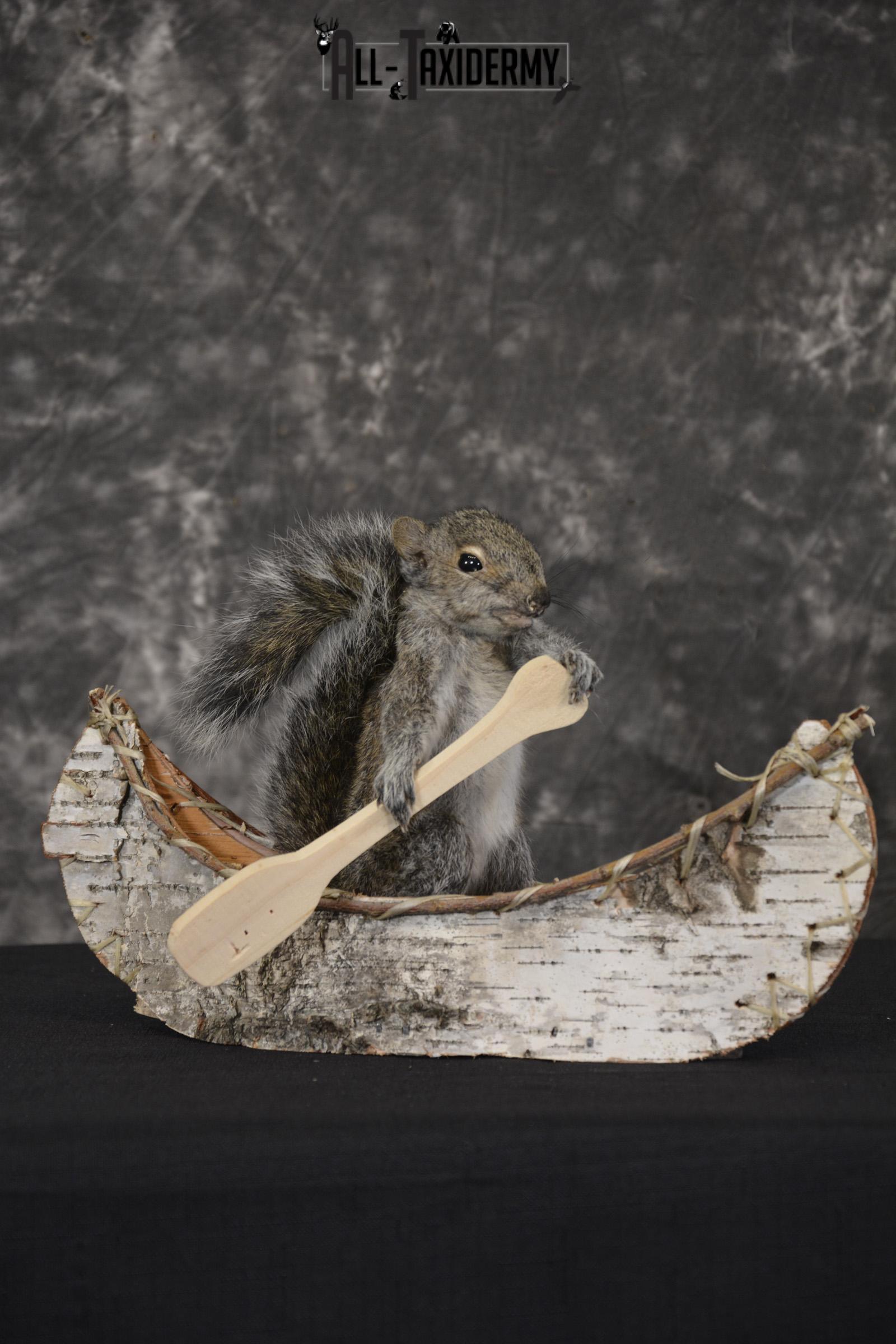 Gray Squirrel in canoe taxidermy mount for sale * SKU 2019