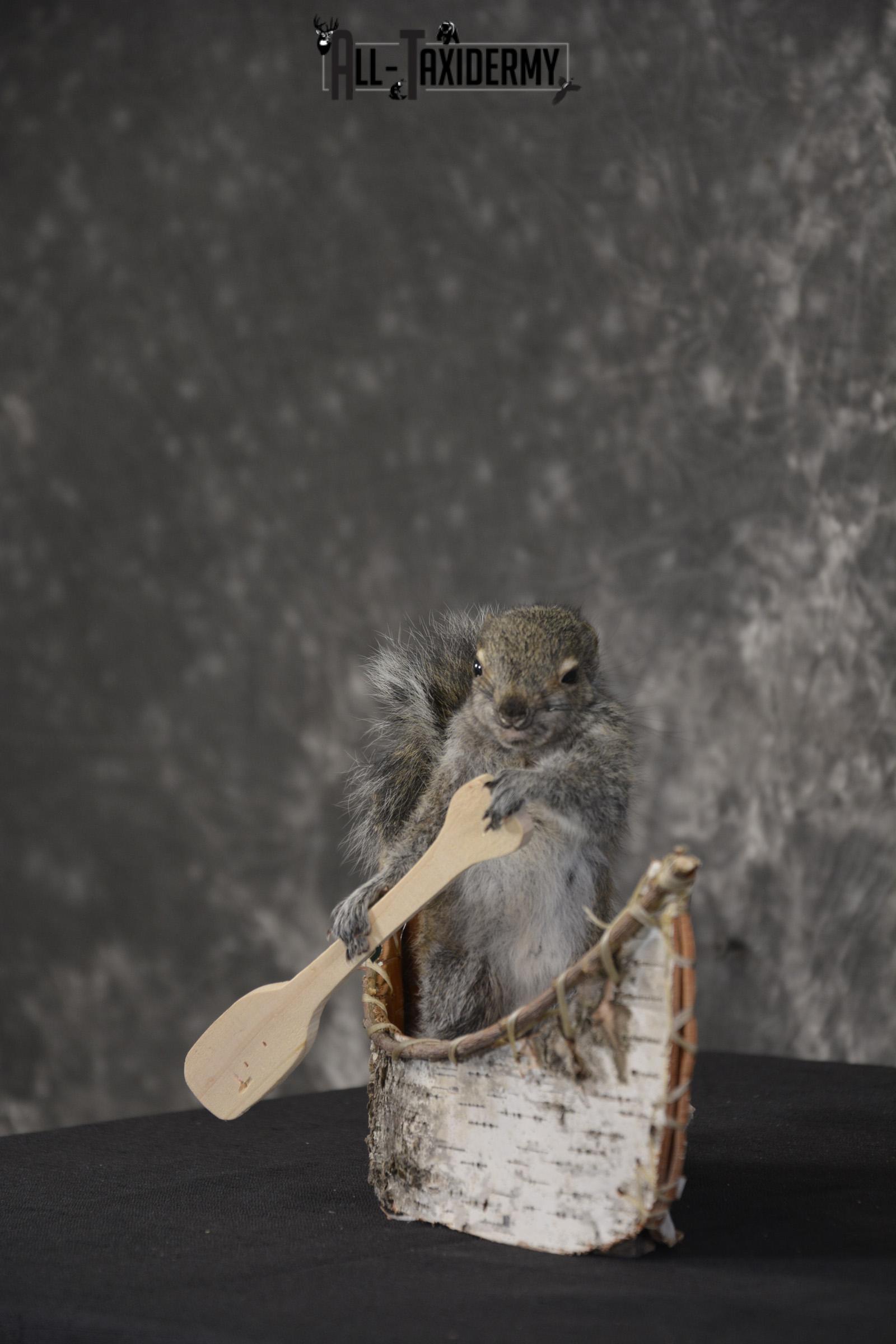Gray Squirrel in canoe taxidermy mount for sale * SKU 2019 - Image 5
