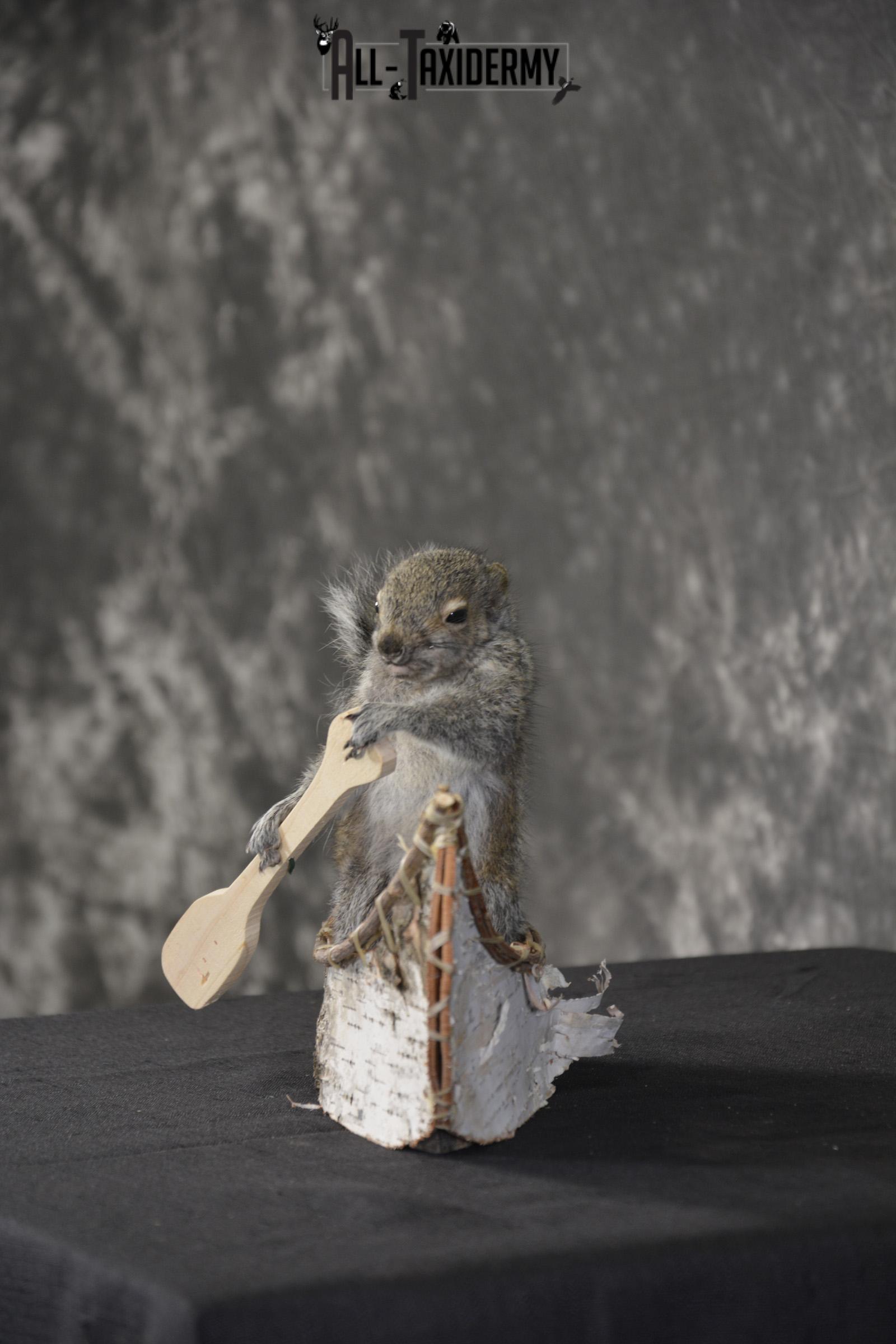 Gray Squirrel in canoe taxidermy mount for sale * SKU 2019 - Image 4