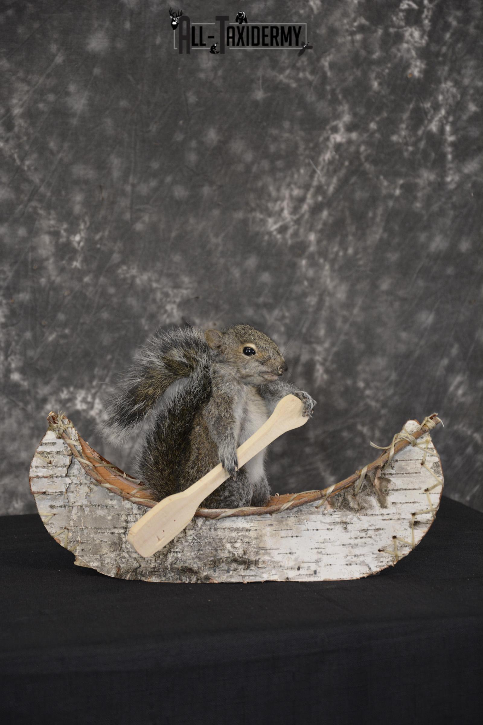 Gray Squirrel in canoe taxidermy mount for sale * SKU 2019 - Image 3