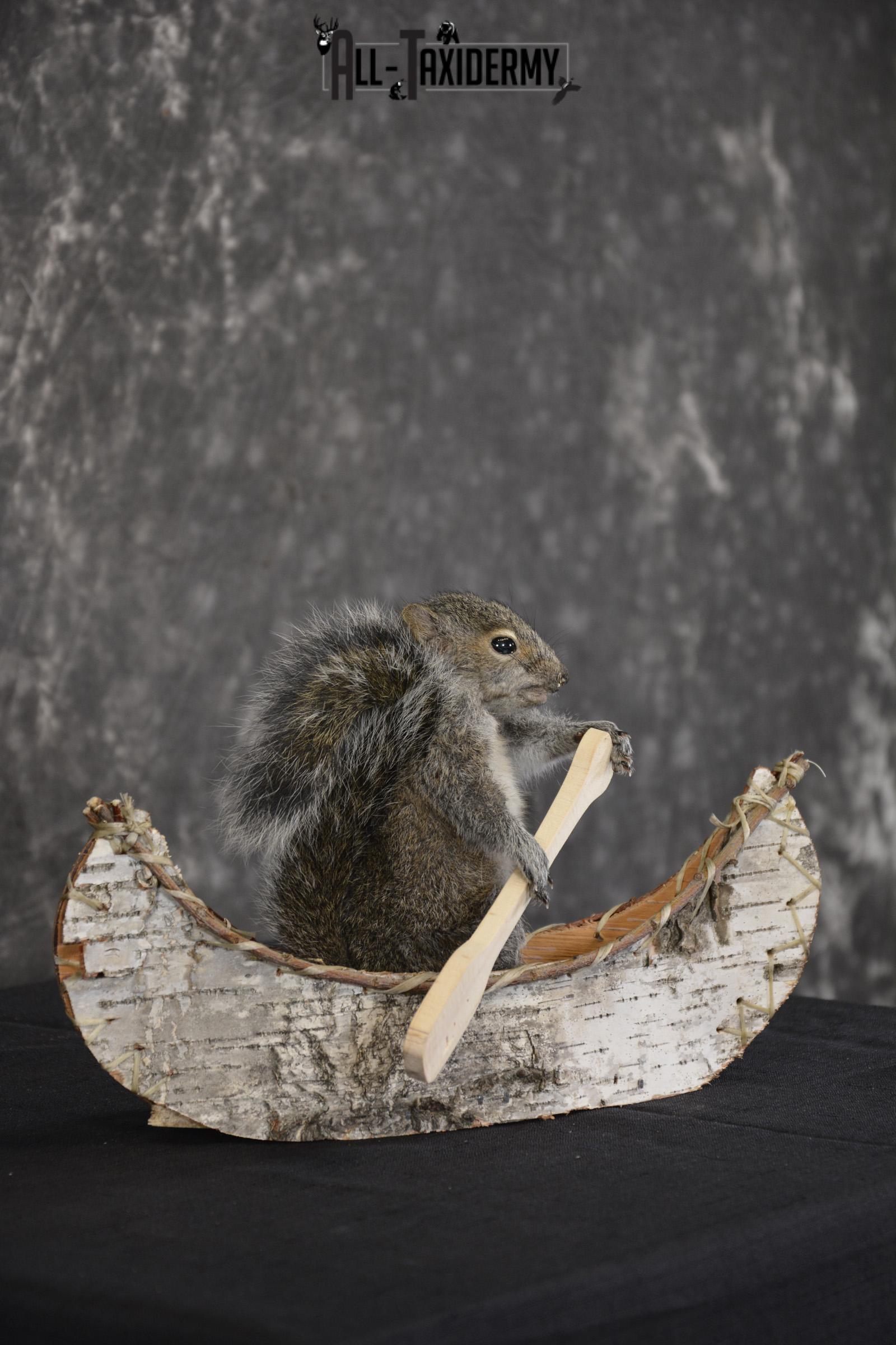 Gray Squirrel in canoe taxidermy mount for sale * SKU 2019 - Image 2