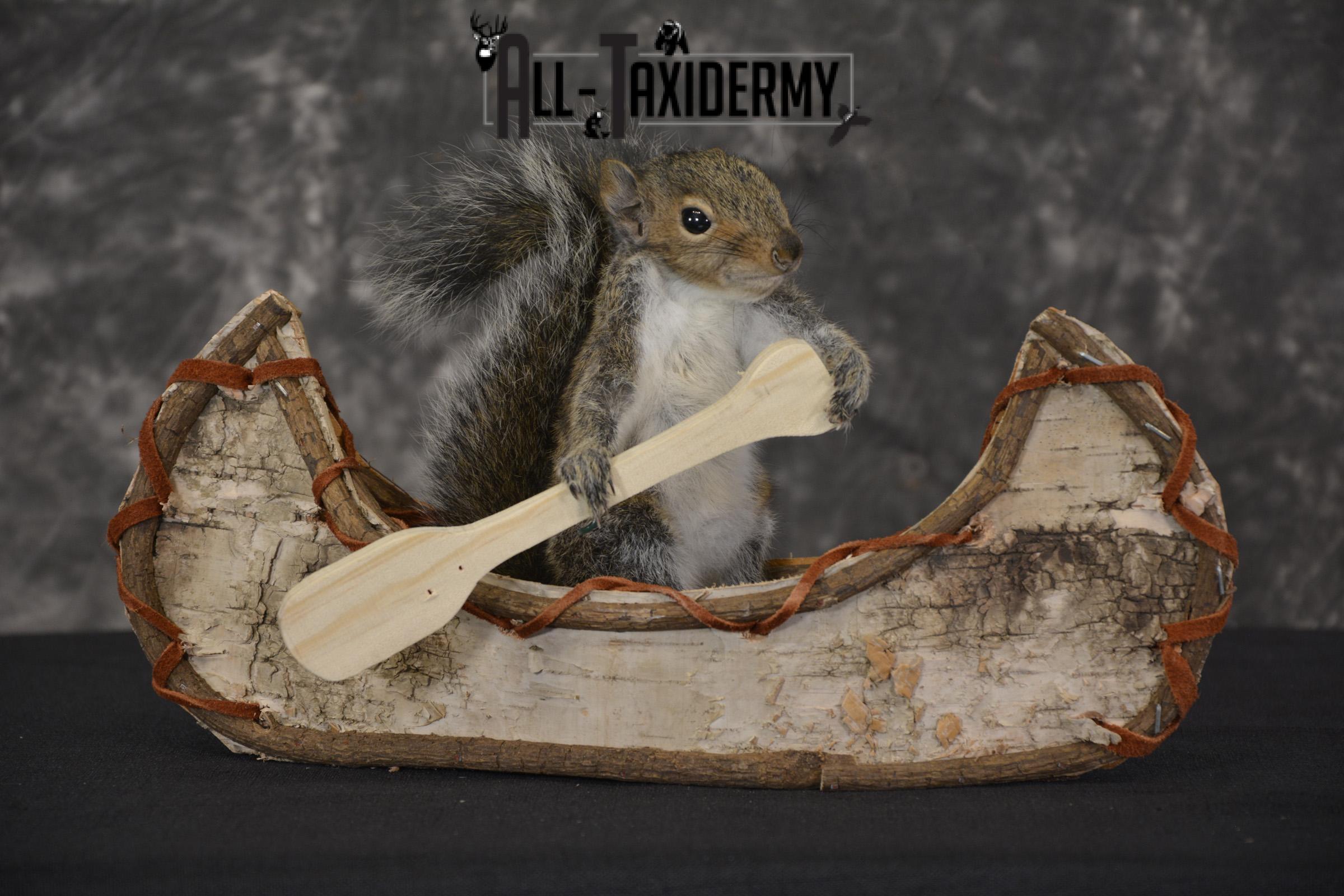 Taxidermy Form Half Grey Squirrel Medium Shoulder 