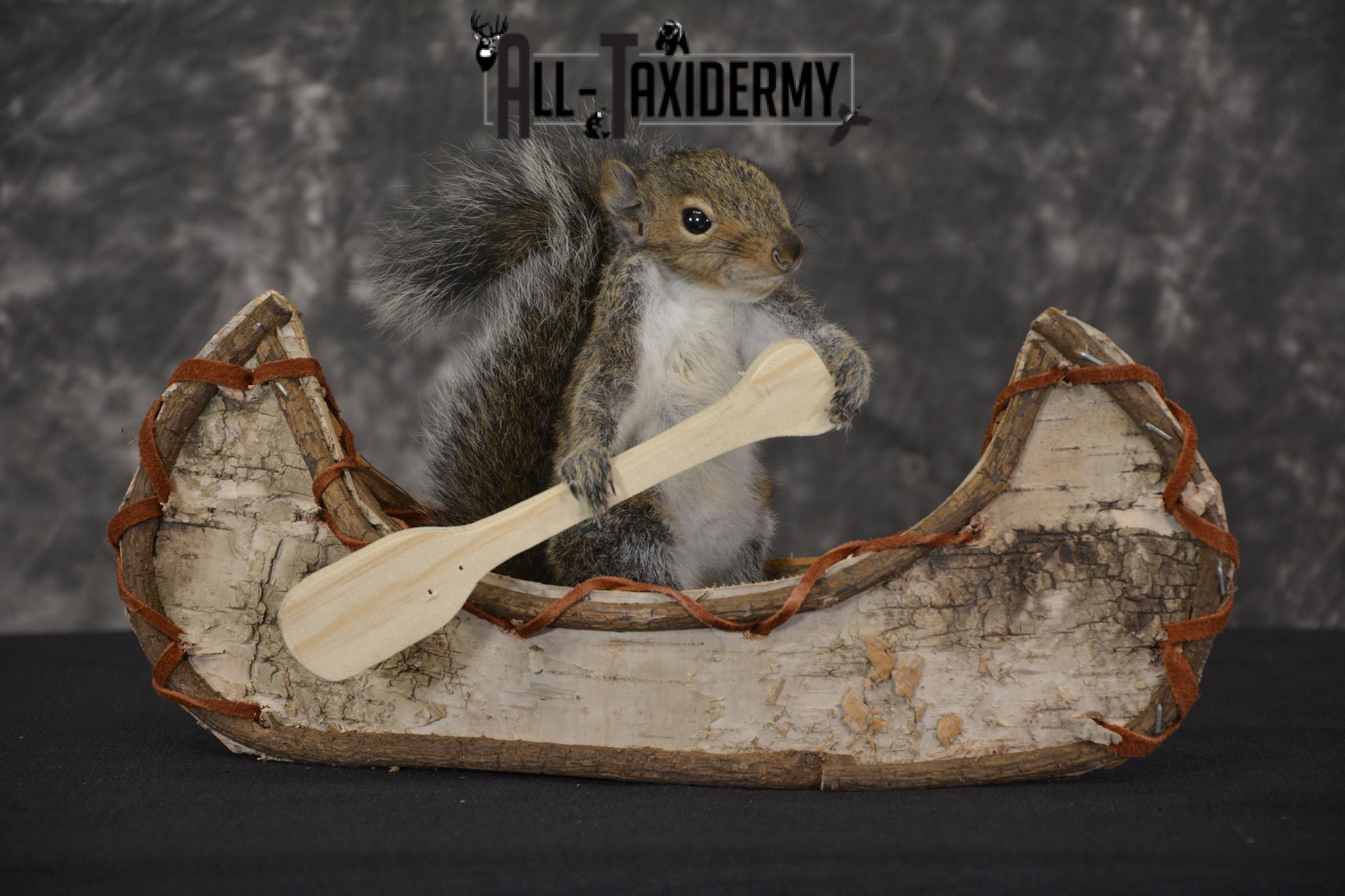 Gray Squirrel in Canoe Taxidermy Mount for sale * SKU 2020 - Image 6