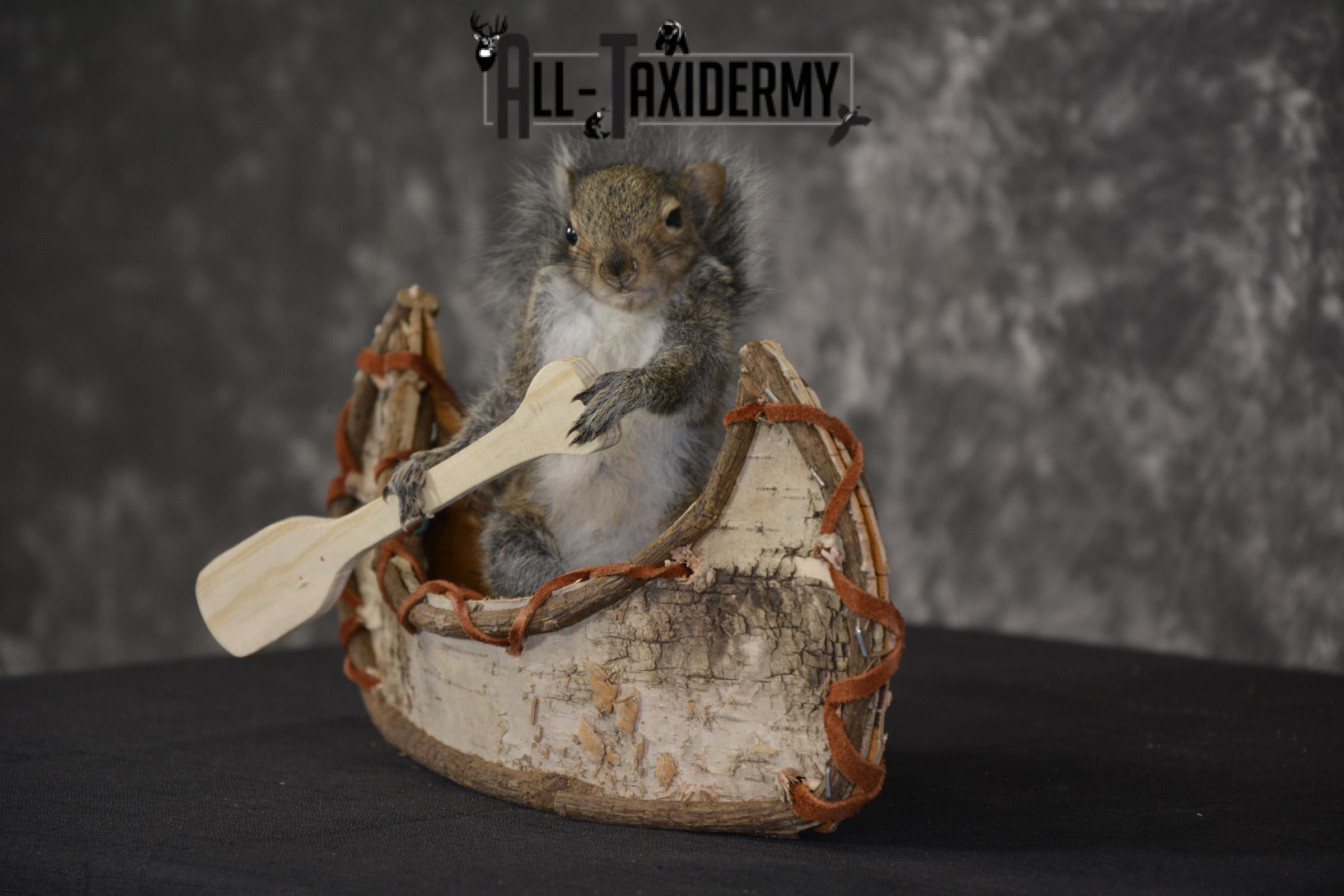 Gray Squirrel in Canoe Taxidermy Mount for sale * SKU 2020 - Image 5