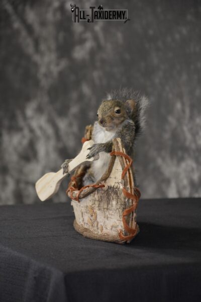 Gray Squirrel in Canoe Taxidermy Mount for sale * SKU 2020