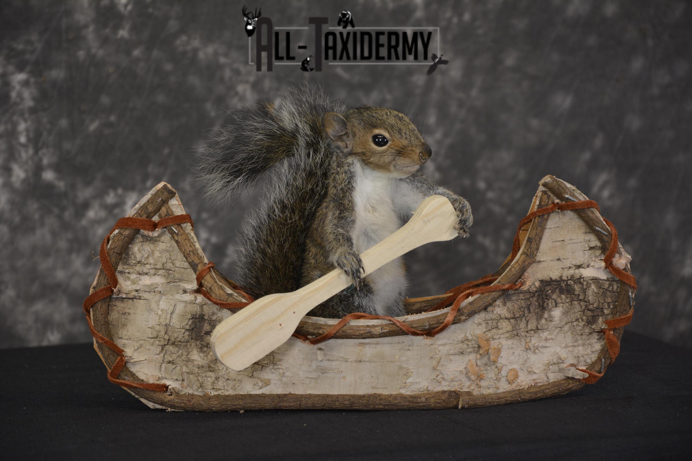 Gray Squirrel in Canoe Taxidermy Mount for sale * SKU 2020 - Image 3