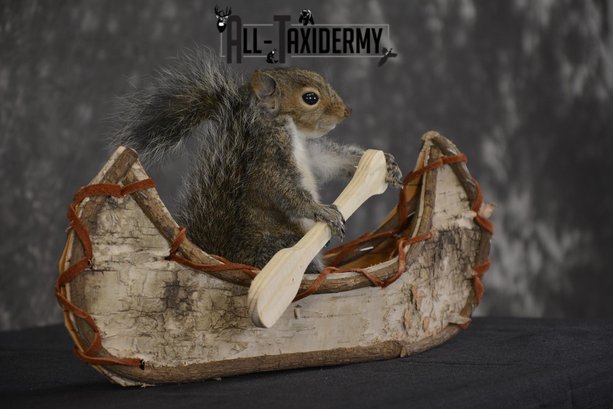 Gray Squirrel in Canoe Taxidermy Mount for sale * SKU 2020 - Image 2
