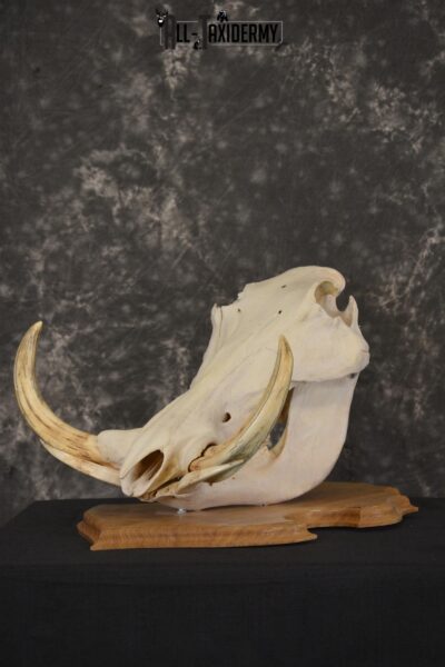 African Warthog taxidermy skull for sale * SKU 2017