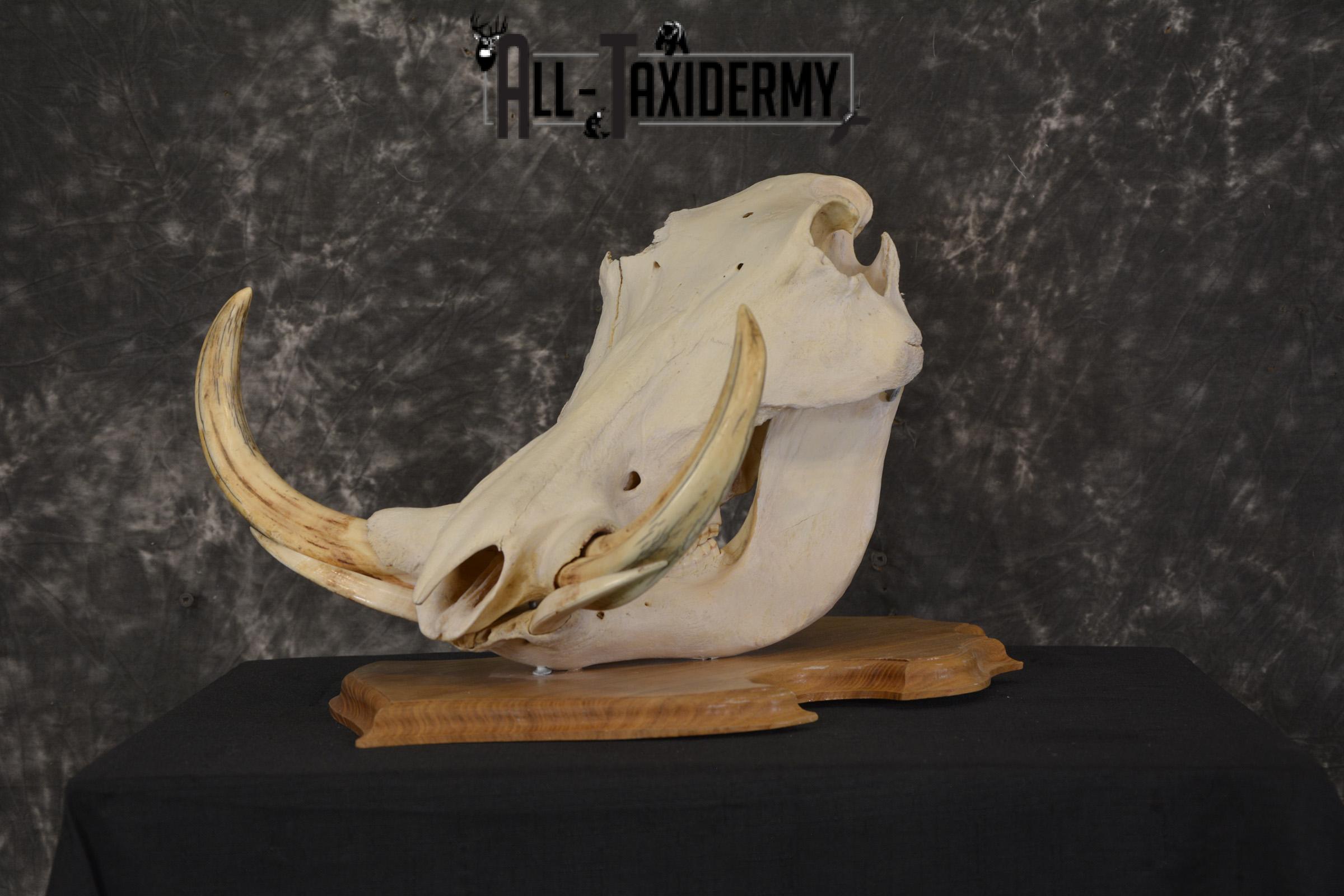African Warthog taxidermy skull for sale * SKU 2017 - Image 6