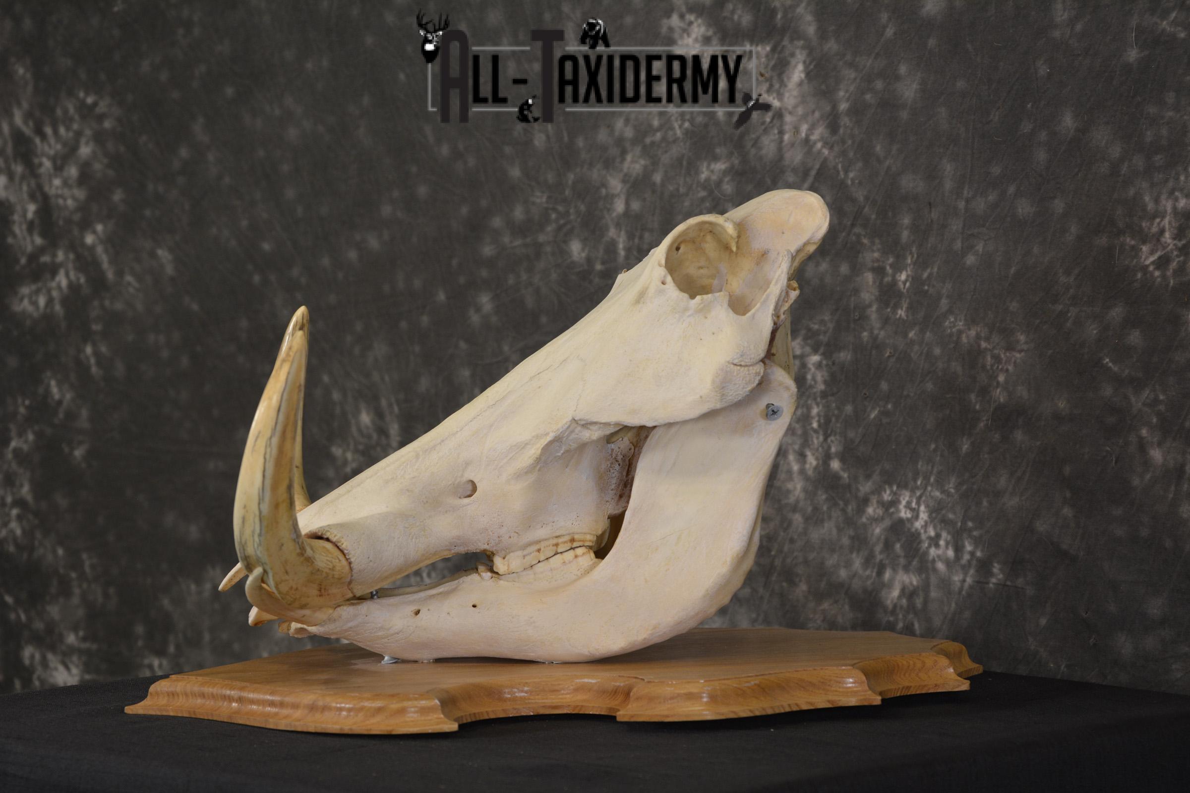 African Warthog taxidermy skull for sale * SKU 2017 - Image 5