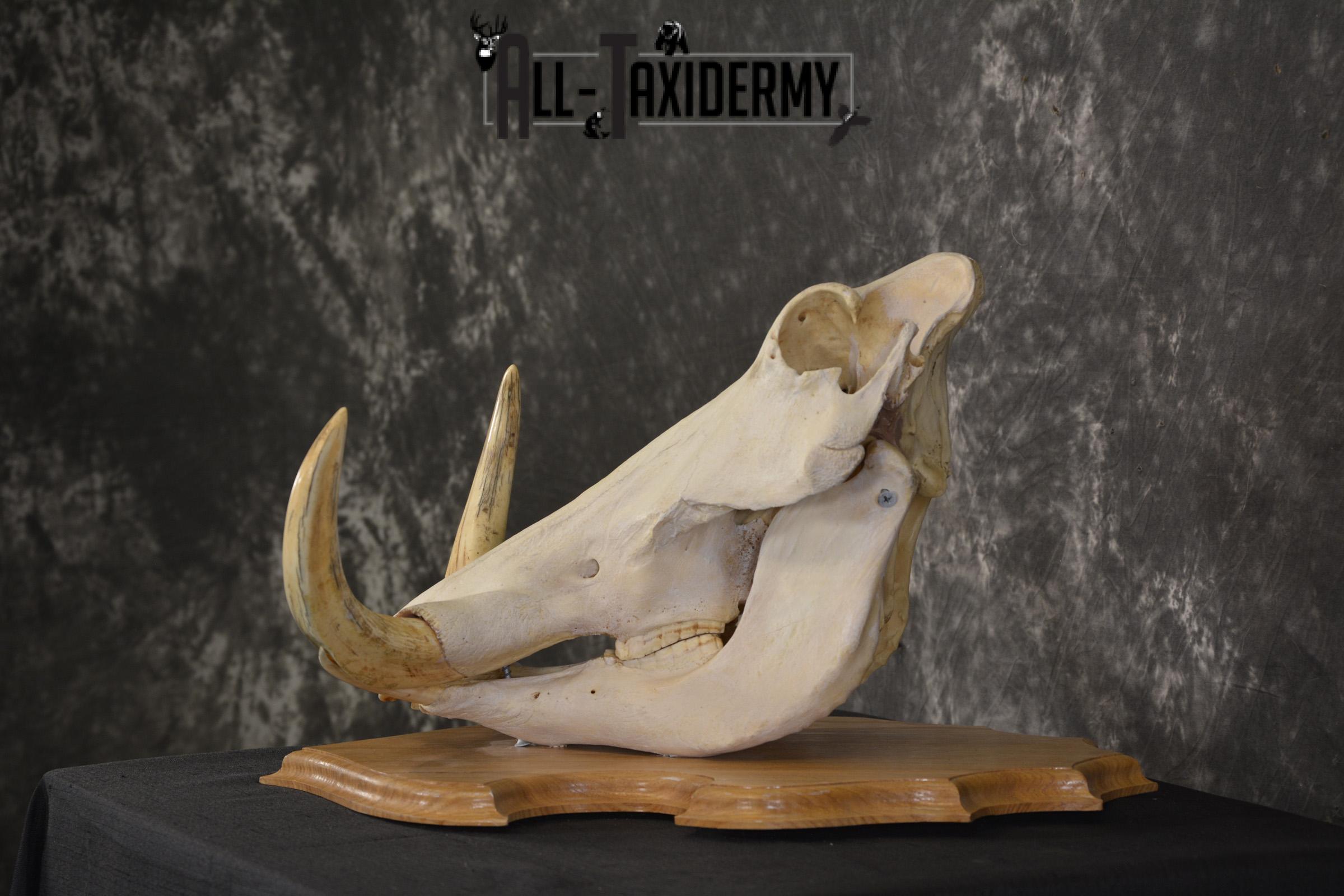 African Warthog taxidermy skull for sale * SKU 2017 - Image 4